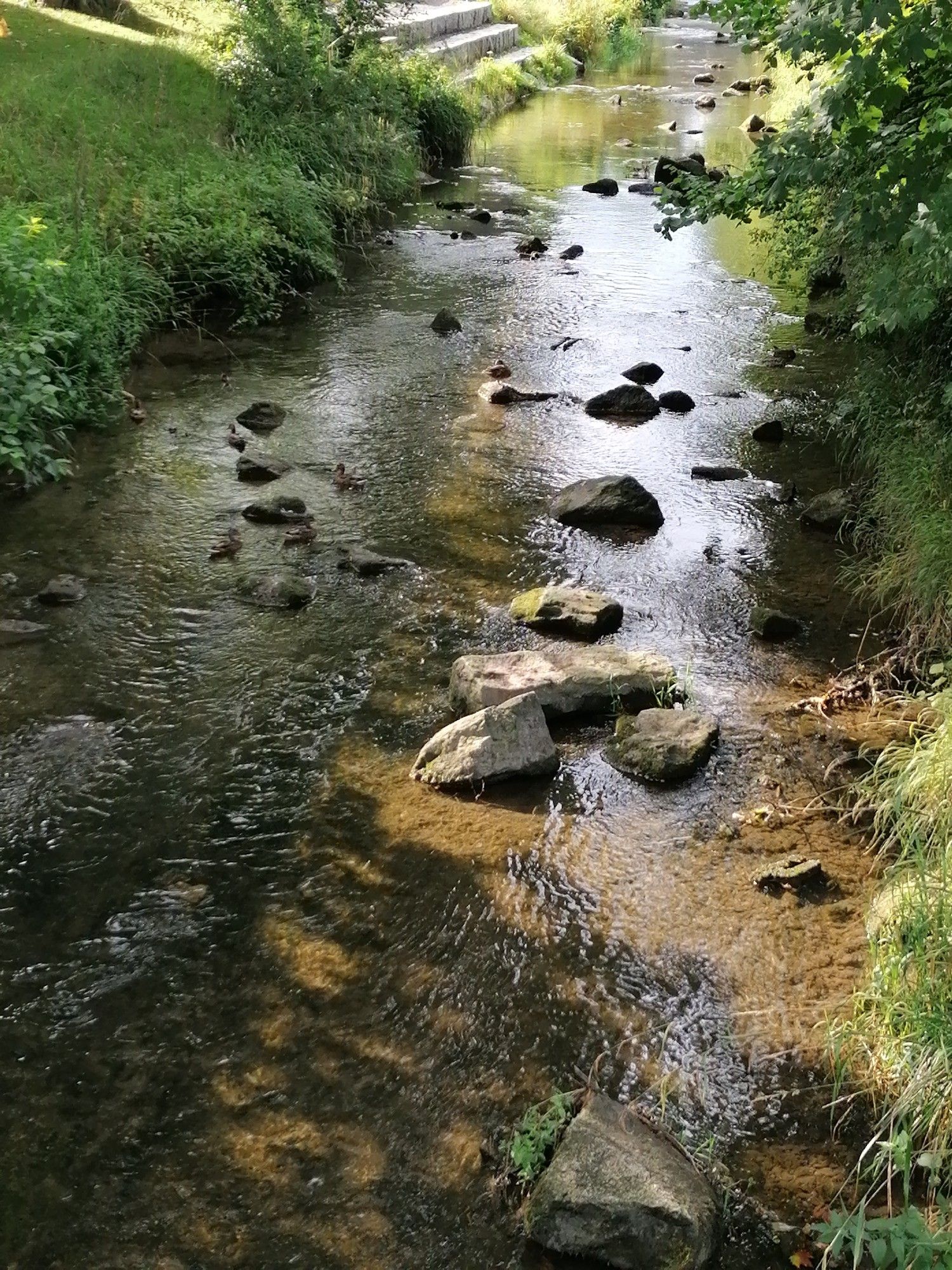 Enten in der Bünz