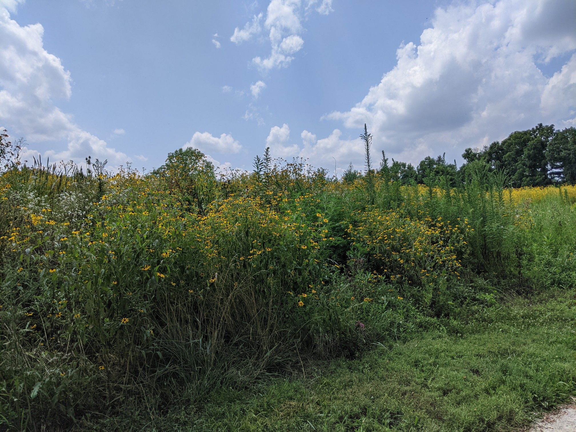 Sunny field of tall green and yellow wildflowers under a blue sky. - McGuffey Meadow – Sugar Creek stepping stones loop from Horse Trailer Parking