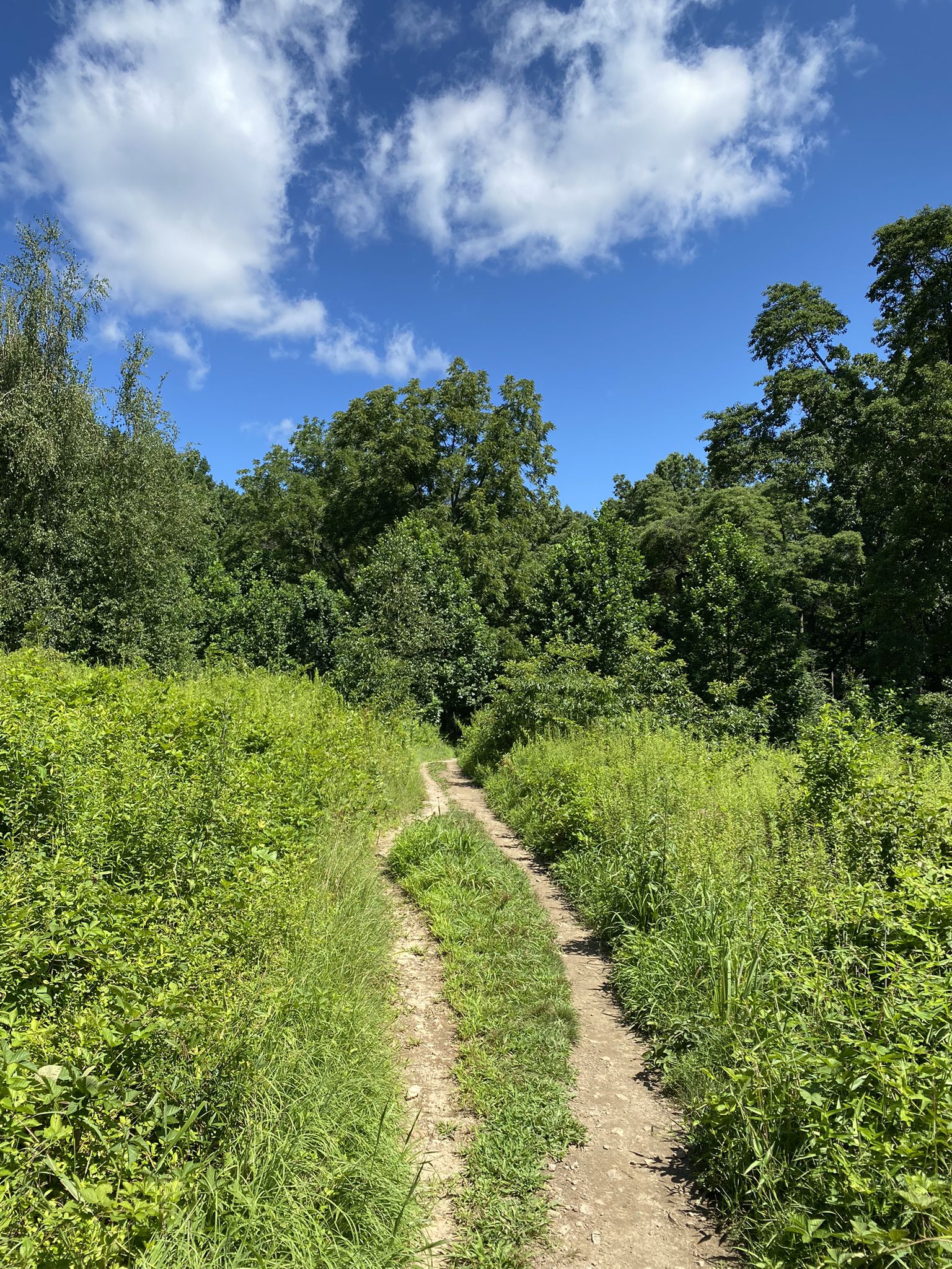A dirt path winds through lush green fields under a bright blue sky. - Wissahickon Creek Waterfall – Teedyuscung Statue loop from Springfield Township