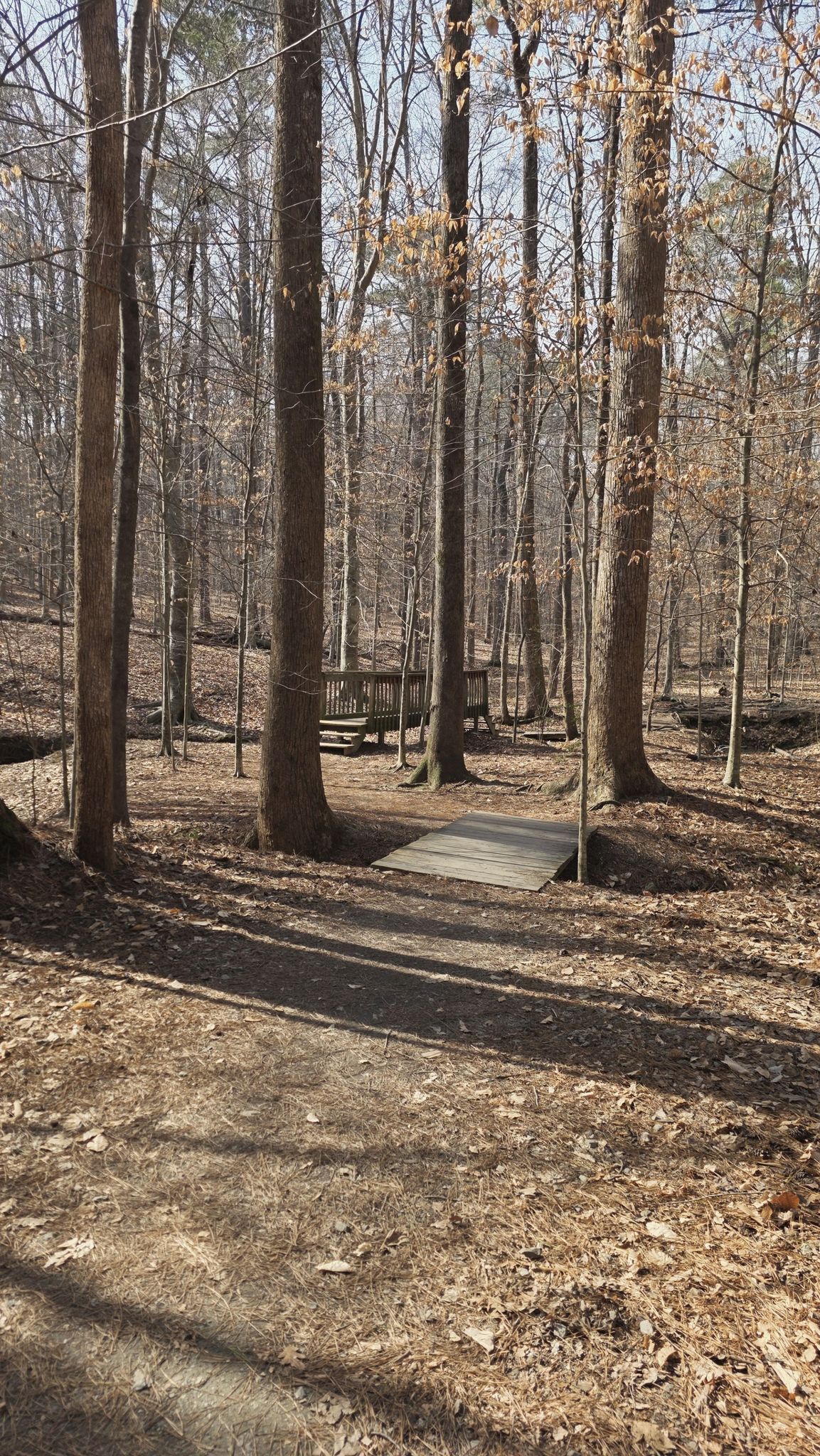 A dirt path leads to a small wooden bridge in a sunlit, bare forest. - Big Lake – Sycamore Lake loop from Research Triangle