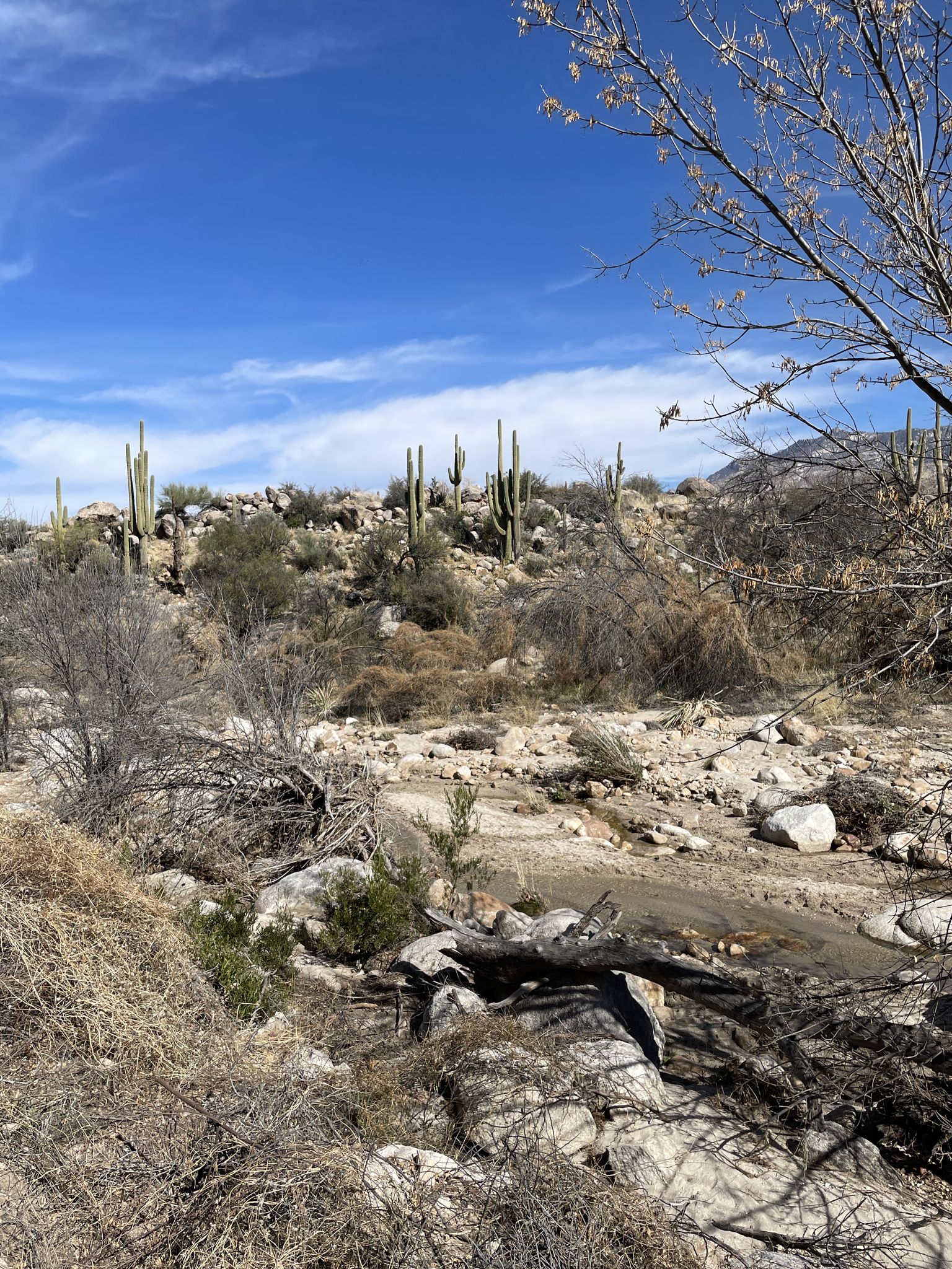 Sunny desert wash with saguaro cacti, rocks, and dry vegetation under blue sky. - Canyon Loop Trail
