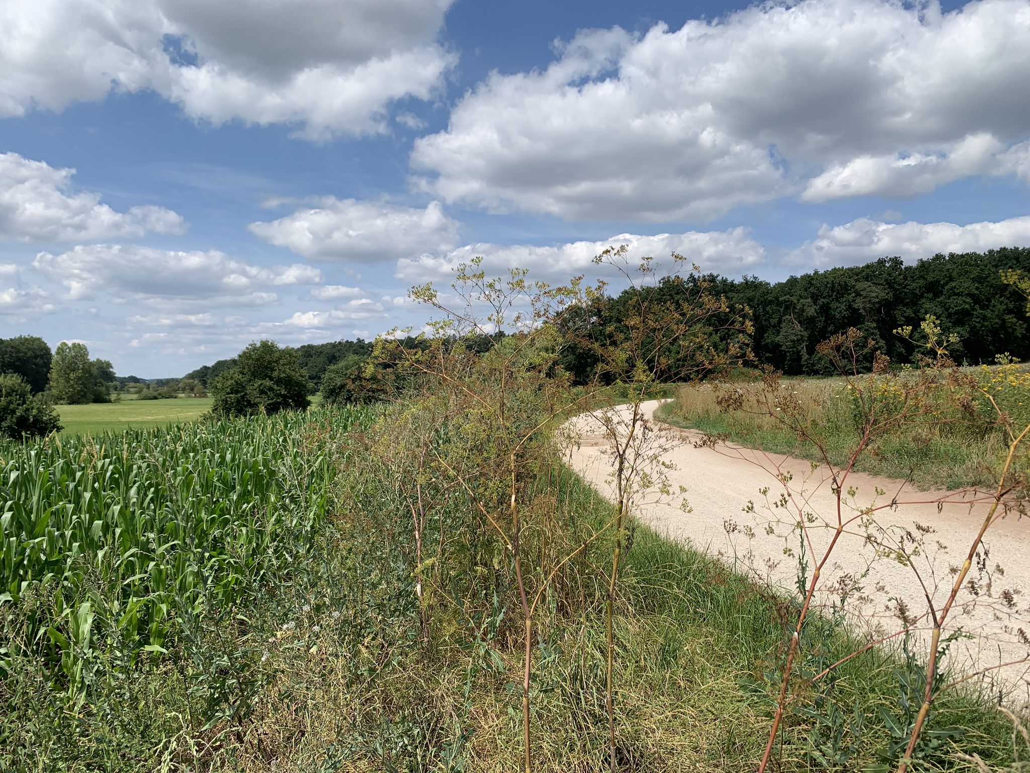 Ritzmannshofer Weg im Zenngrund