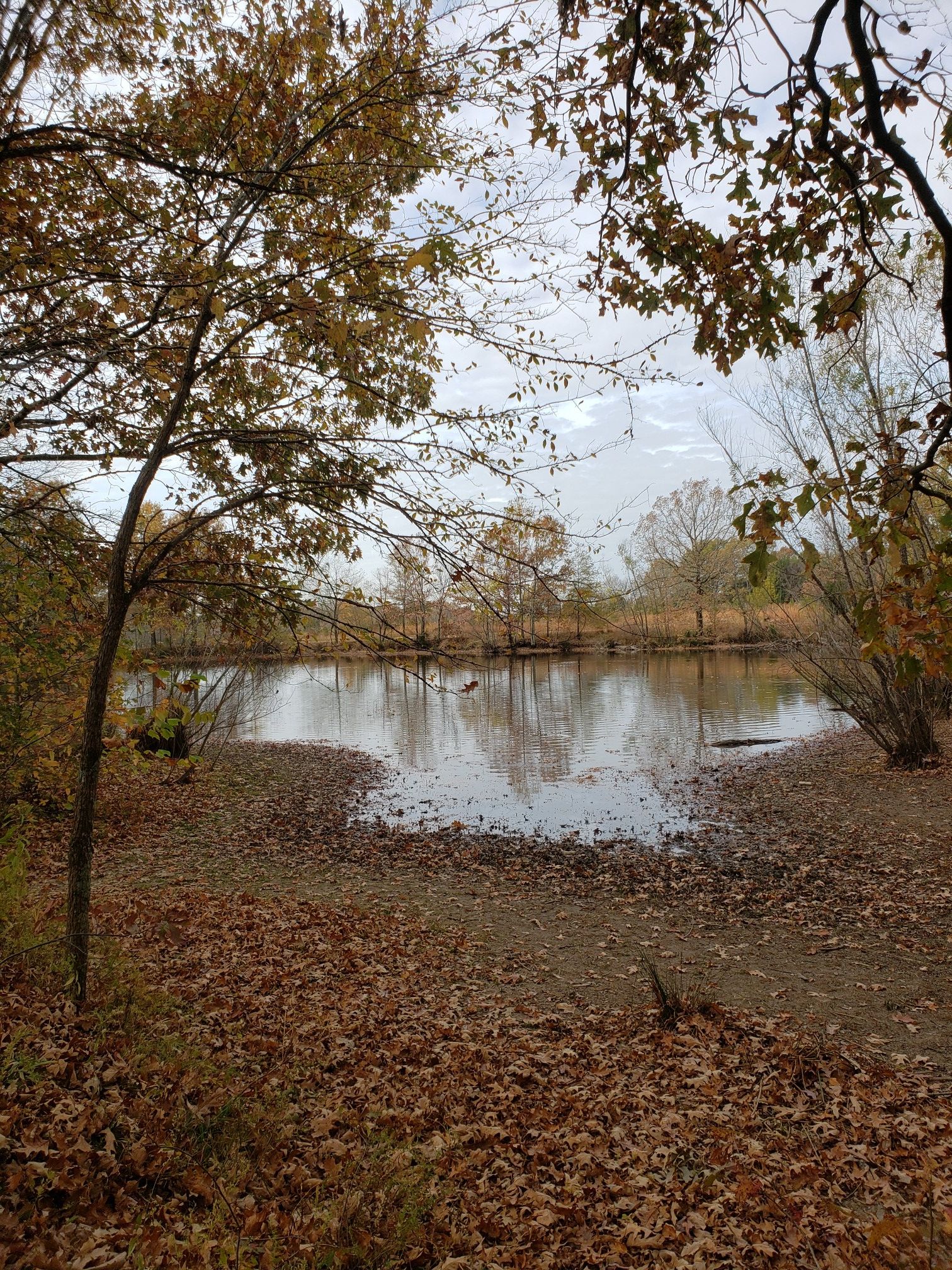 Overcast autumn day, a pond surrounded by trees with fallen brown leaves. - Hyde Lake – Pond at Shelby Farms Park loop from Shelby Farms Park