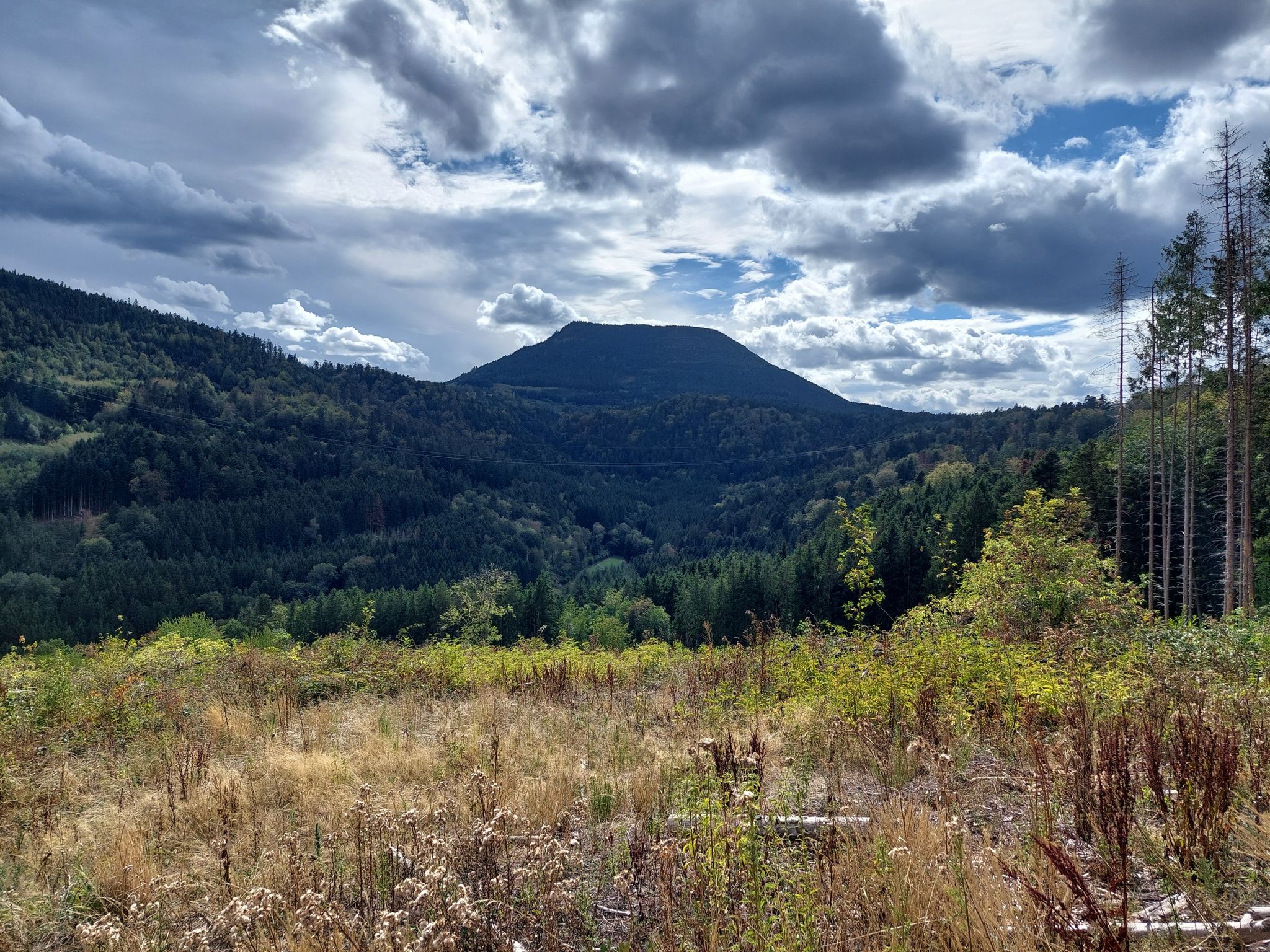 D424, Auffahrt Col de Steige: Blick auf den Roffling (854 m)
