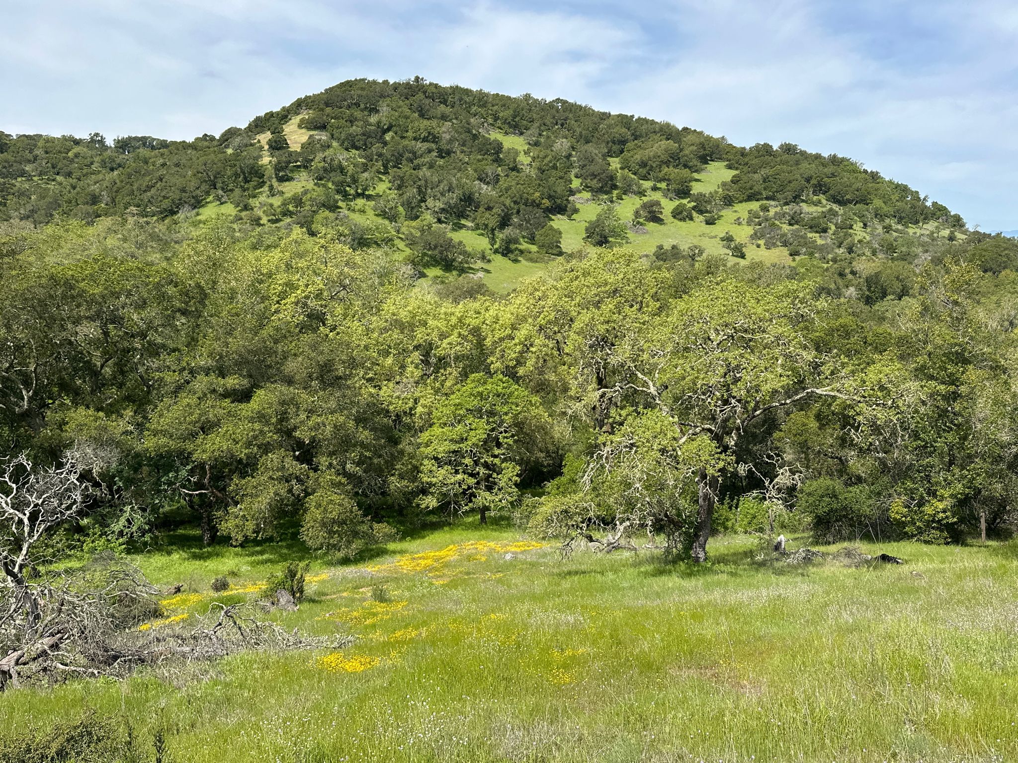 A lush green hillside with trees and a field of yellow wildflowers under a cloudy sky. - Skyline and Buckeye Trail Loop