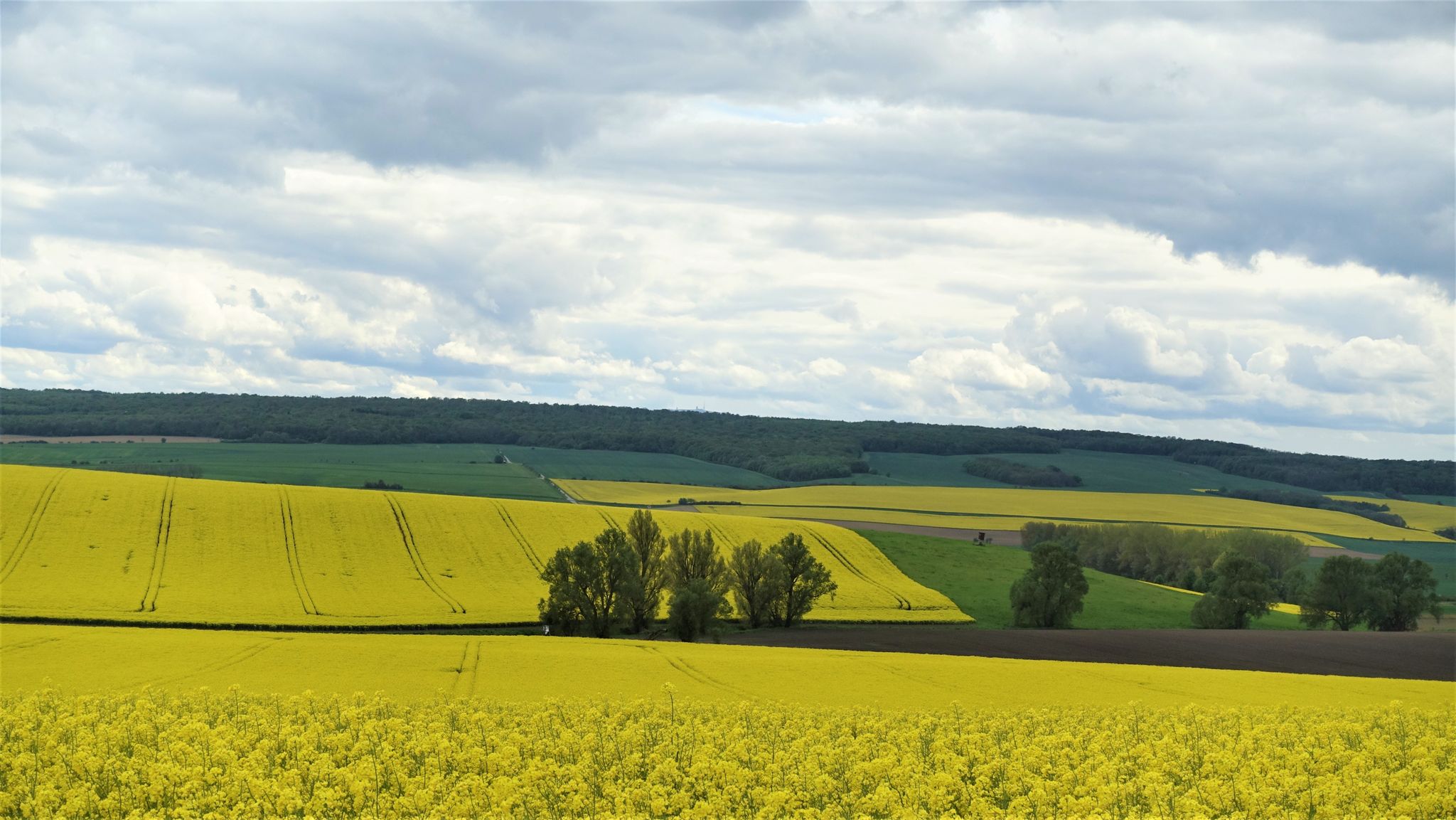 Blick ins Große Bruch