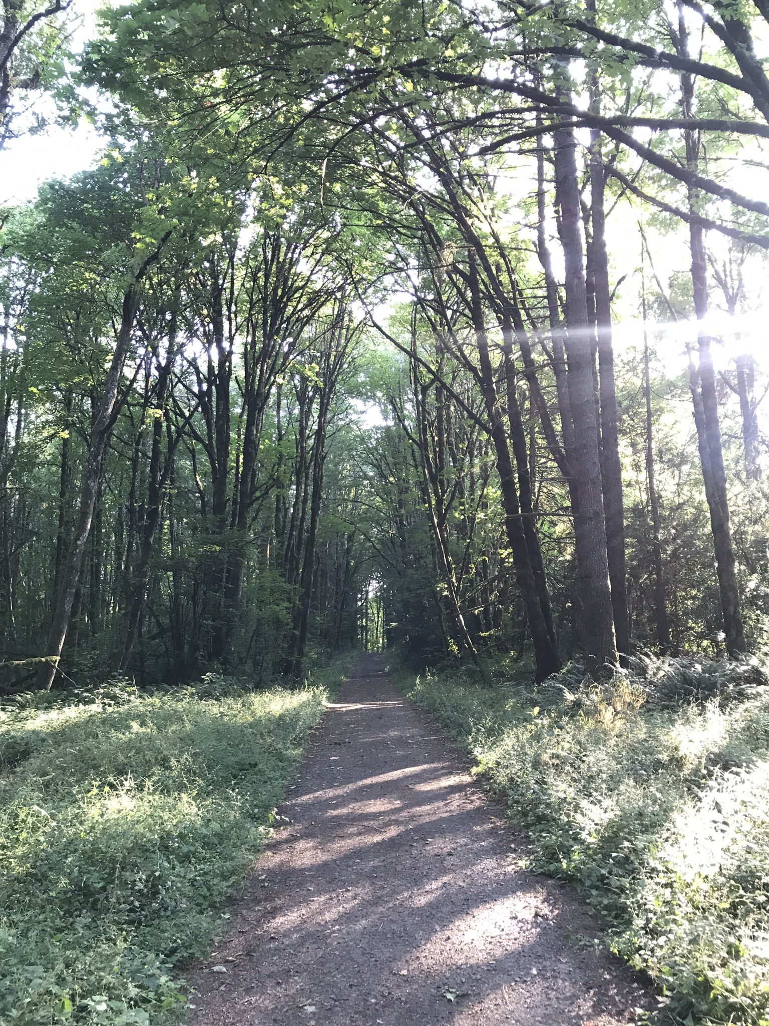 A sun-dappled dirt path winds through a dense, green forest. - Firelane 15 and BPA Road Loop