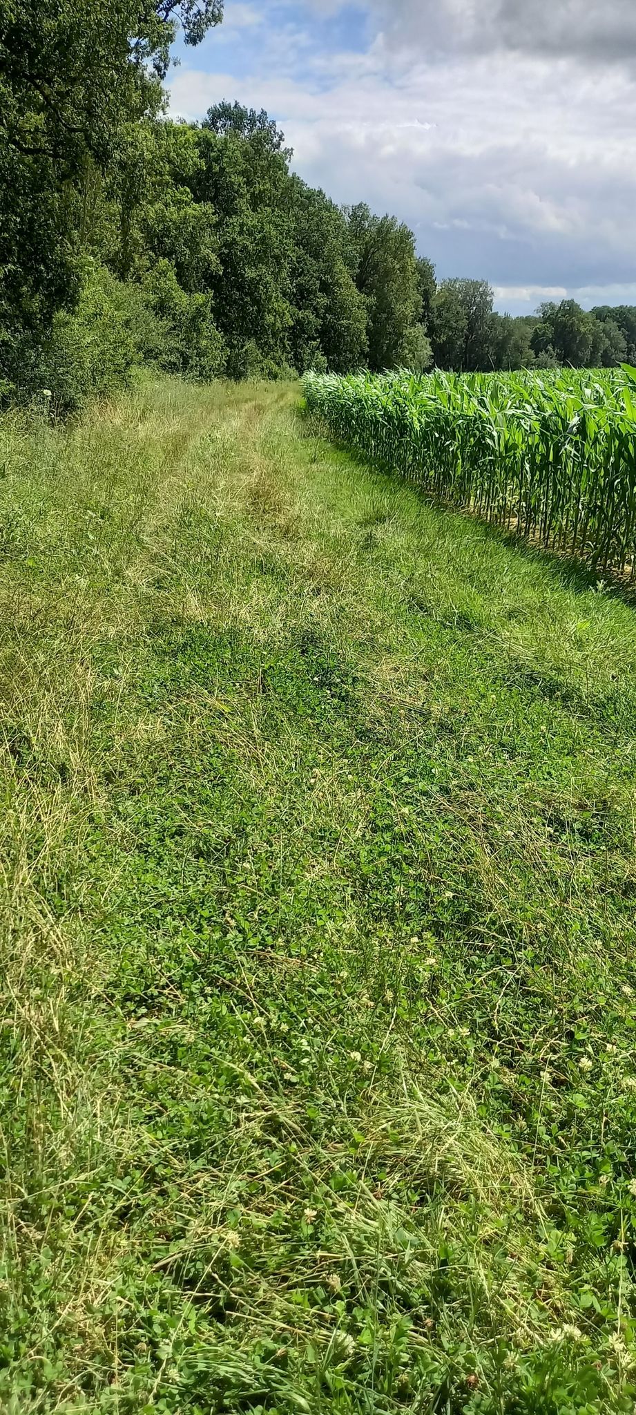 wandelpad