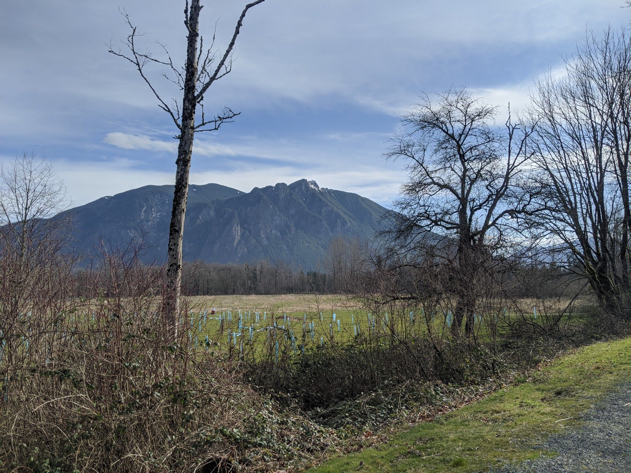 Mountain peak overlooking a green field with scattered bare trees. - Centennial Park – Meadowbrook Slough loop from Snoqualmie