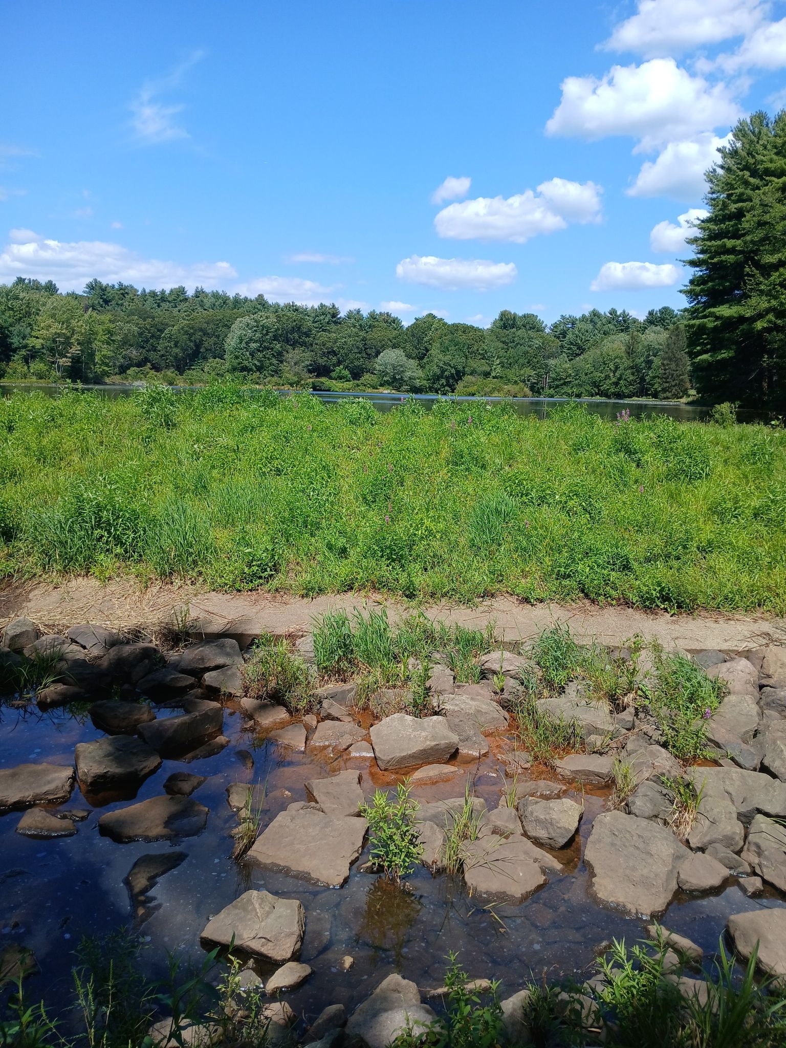 Rocky stream in foreground, green field, distant forest under a bright blue sky. - Cat Rock Hill – View of the River and Forest loop from Sobi