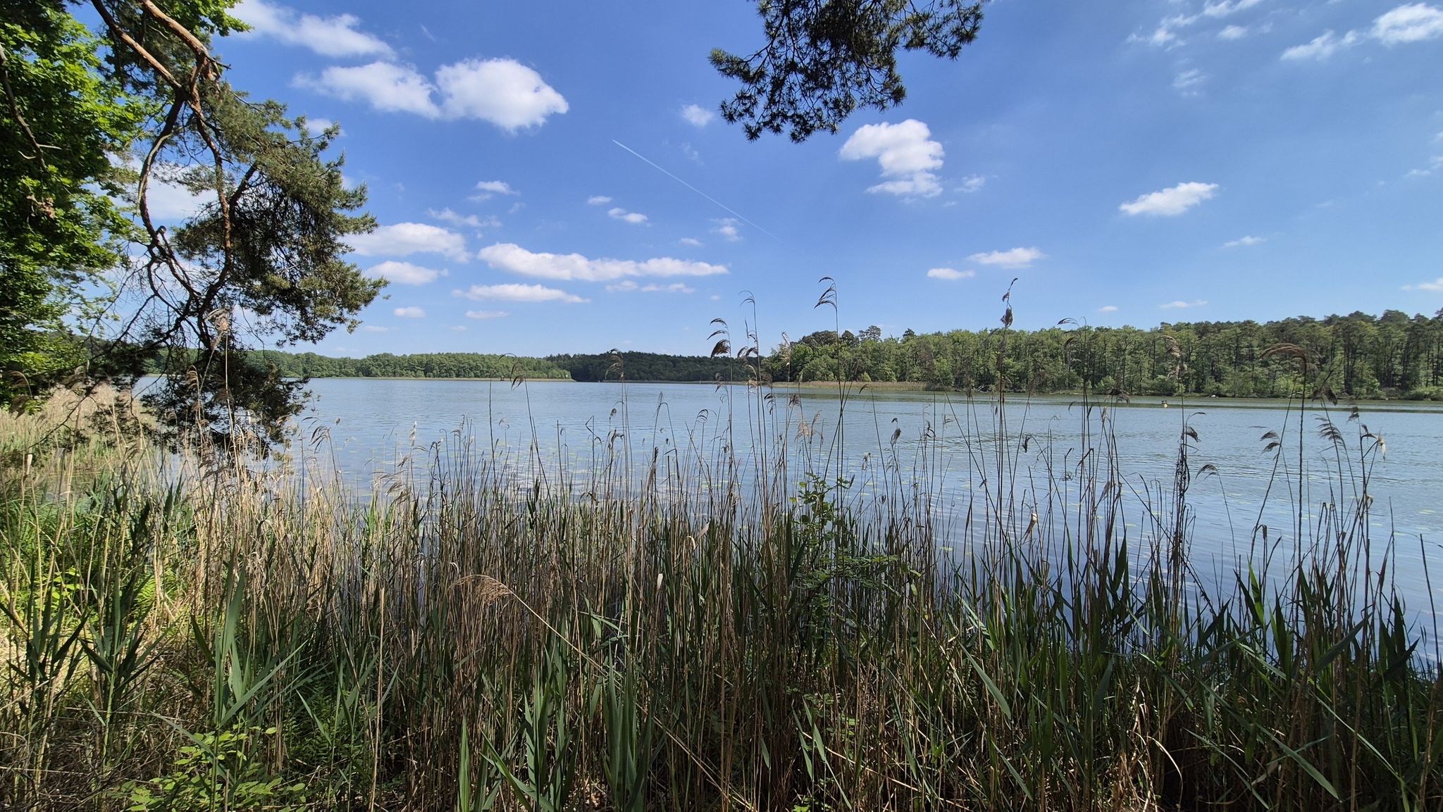 Haussee