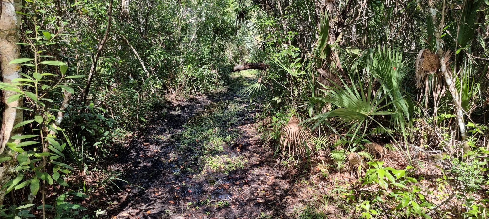 A muddy, sunlit path winding through dense, green forest under bright skies. - Panther Trail