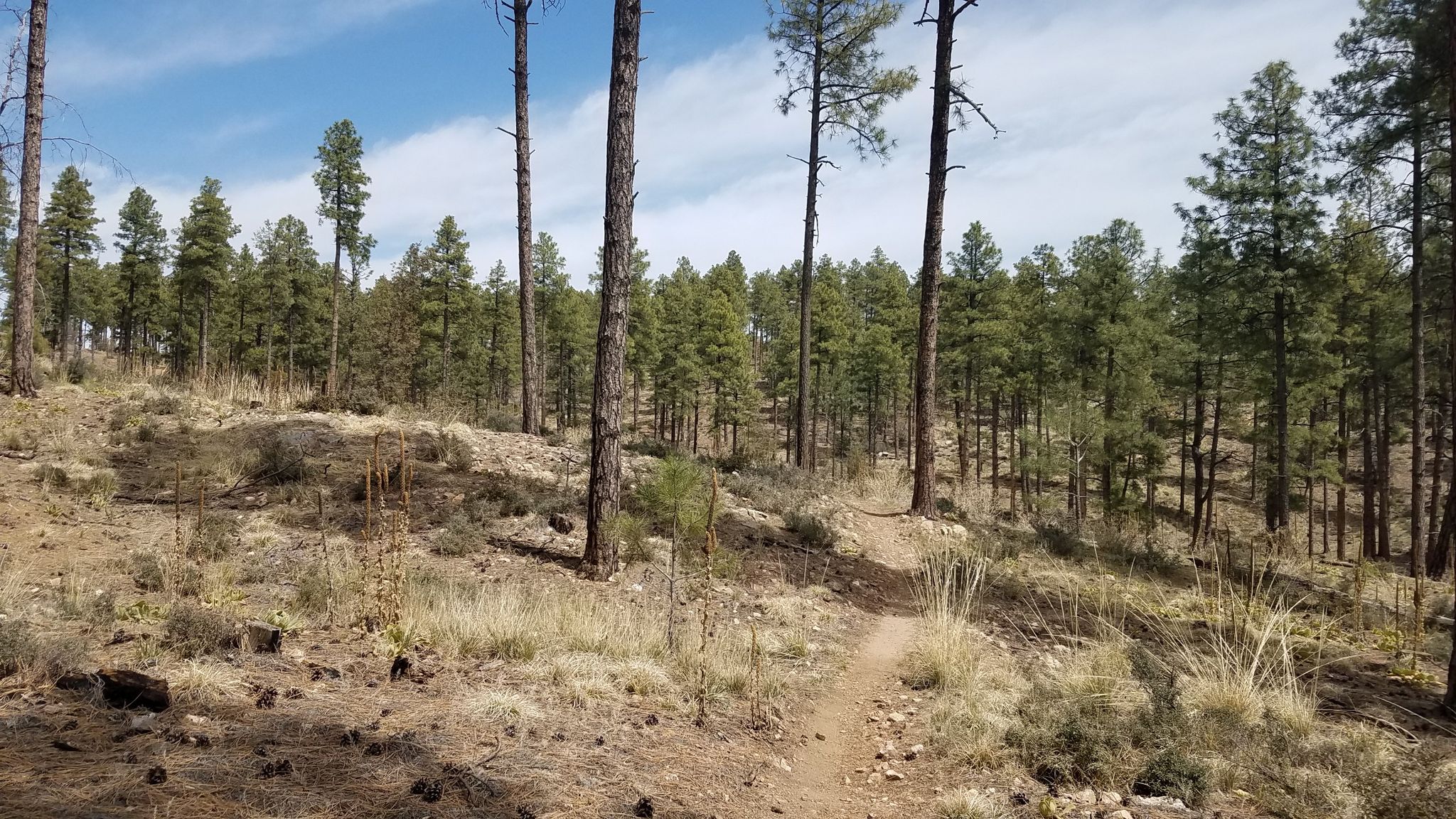 A narrow dirt path winds through a sunlit pine forest with sparse undergrowth. - Prescott Circle Trail: Segment 3