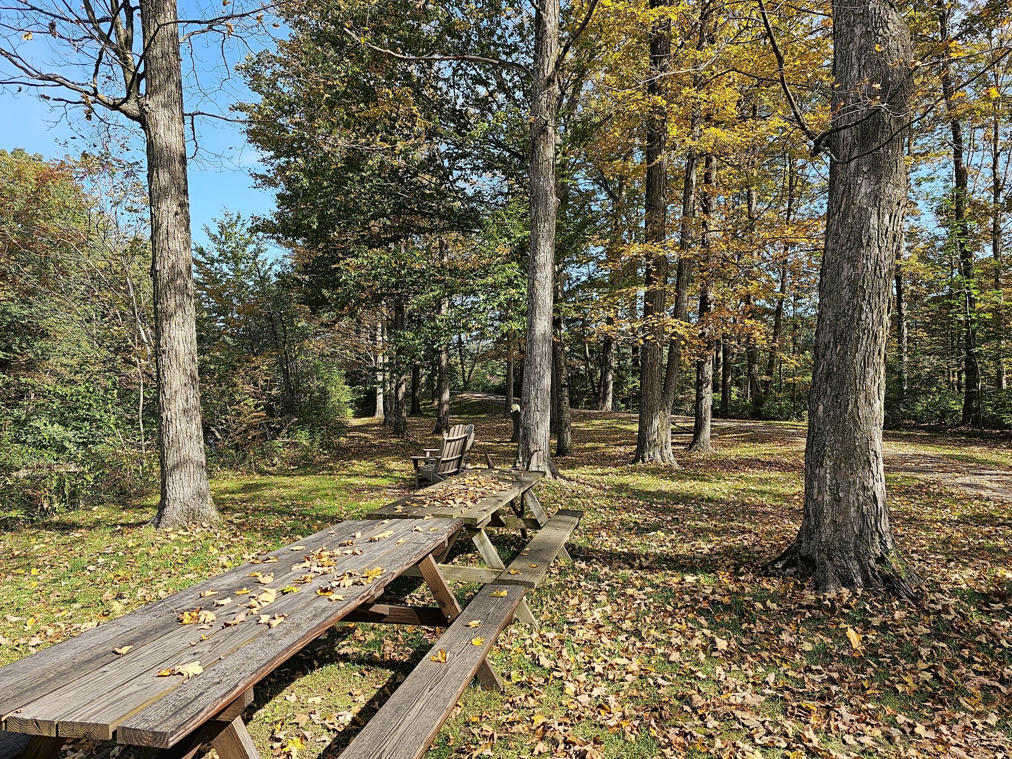 Sunny park scene with a wooden picnic table and fallen autumn leaves. - Idletyme Brewing & PK Coffee loop from Adams Camp