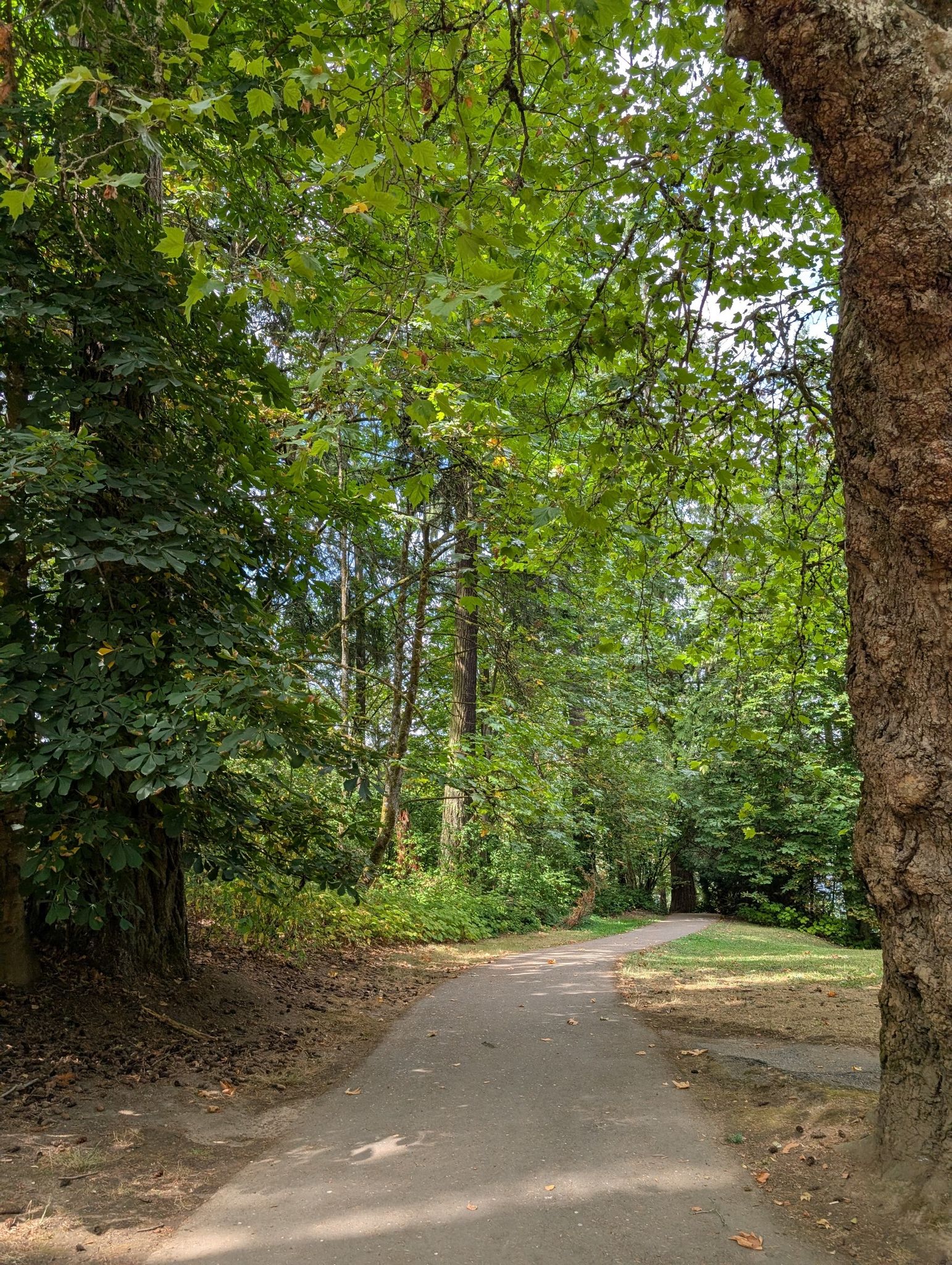 A sun-dappled paved path through a dense, green wooded area. - Broken Tree Trail