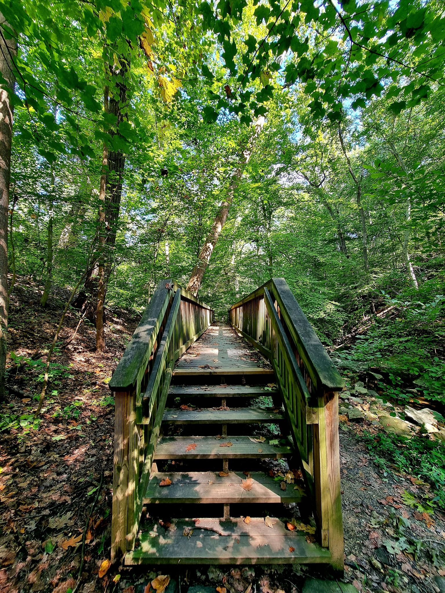 Wooden stairs lead to a boardwalk through a lush green sunlit forest. - Gulf Branch Trail