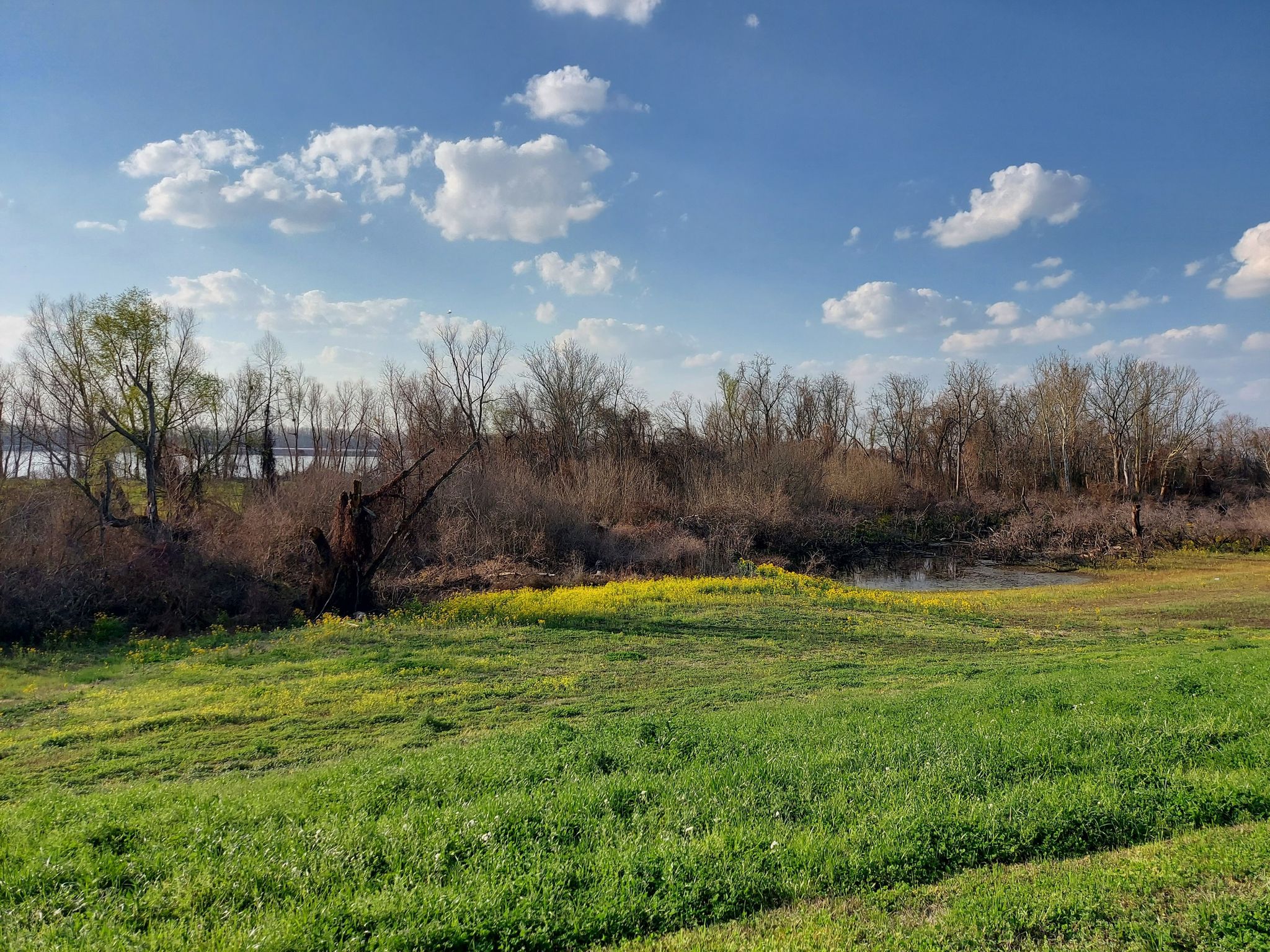 Sunny green field with yellow flowers, bare trees, and distant water. - City-Brooks Community Park – USS Kidd Veterans Museum loop from Louisiana State University
