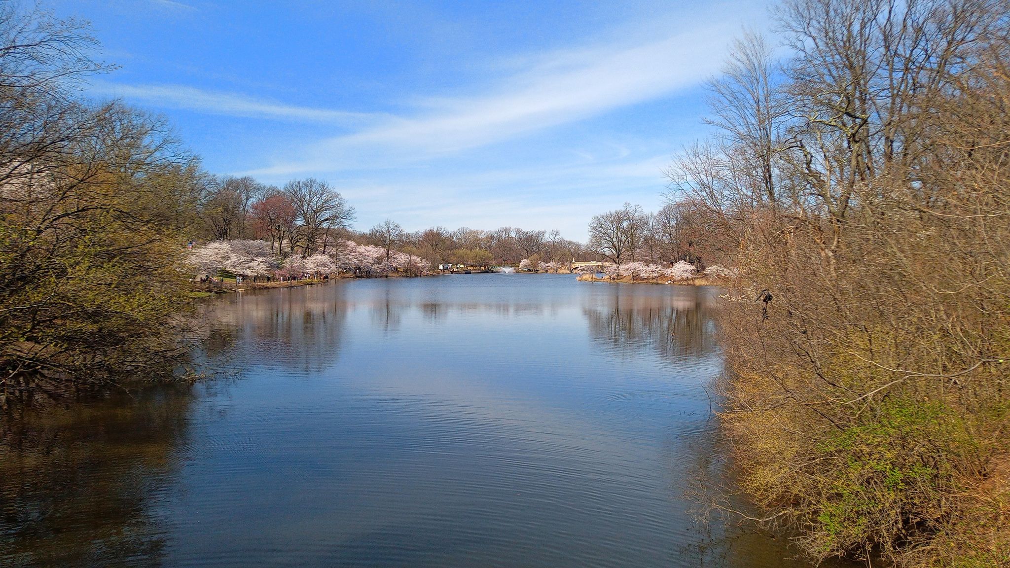 Calm lake surrounded by trees, some with early spring blossoms. - Clark's Pond loop from Orange Street
