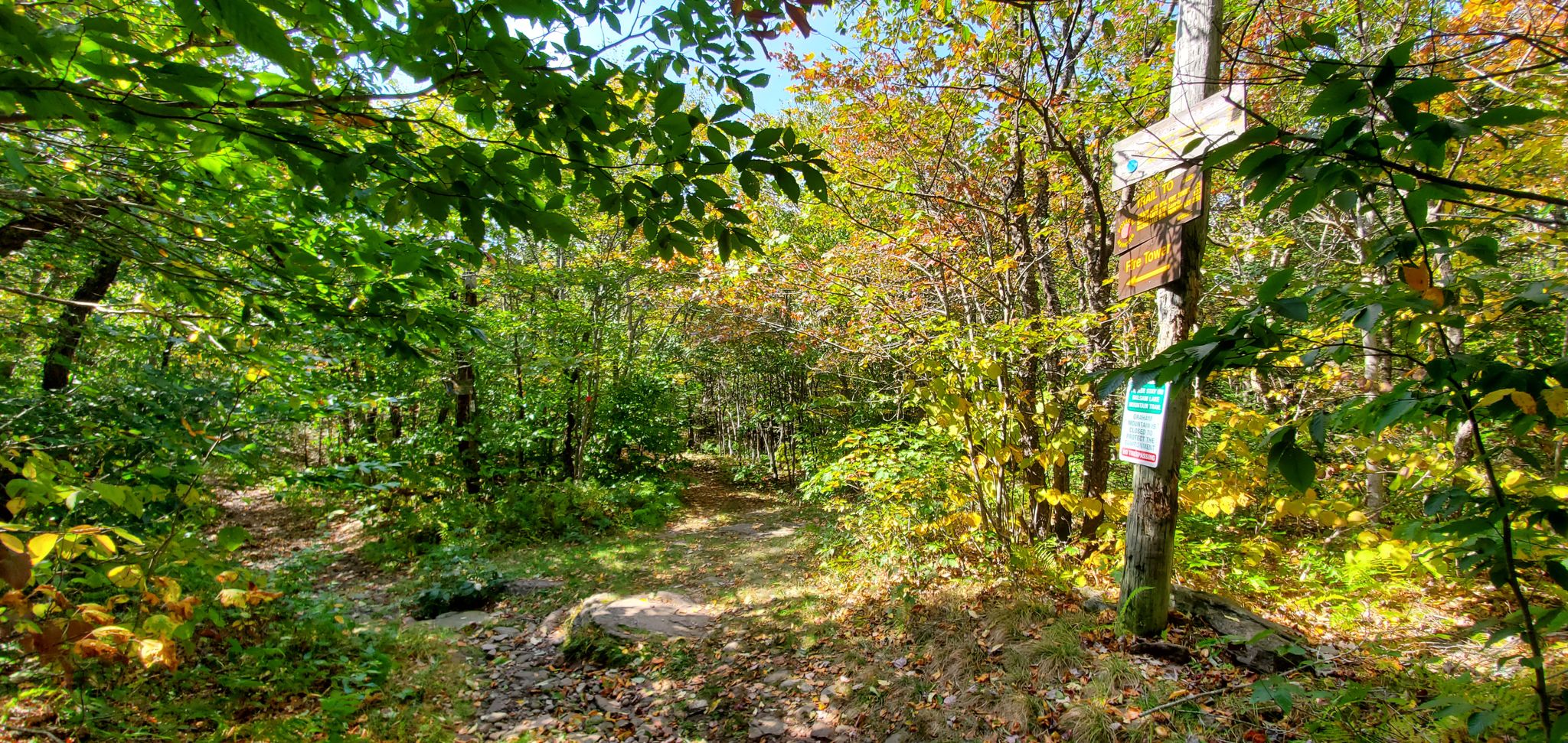 Sunny forest path with autumn foliage and a trail marker on a tree. - Dry Brook Ridge and Balsam Lake Mountain Loop