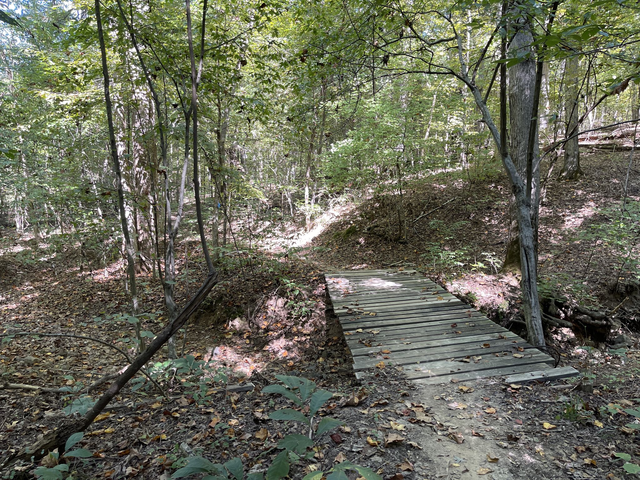A small wooden bridge crosses a gully on a shaded forest path. - Barkley Canal Bridge – View of the Cumberland River loop from Canal Loop Trailhead Parking Lot