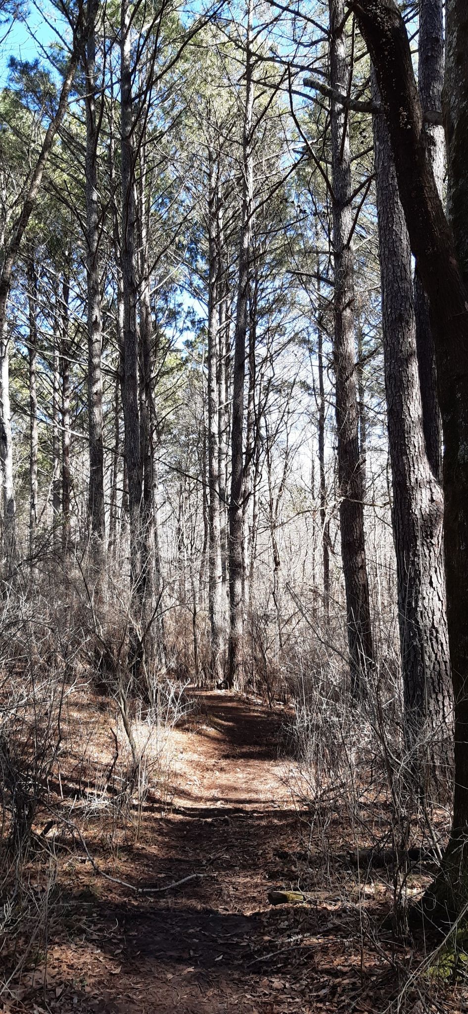 A sunlit dirt path winds through a dense forest of tall pine trees. - Jones Bridge Trail loop from Chattahoochee River Environmental Education Center