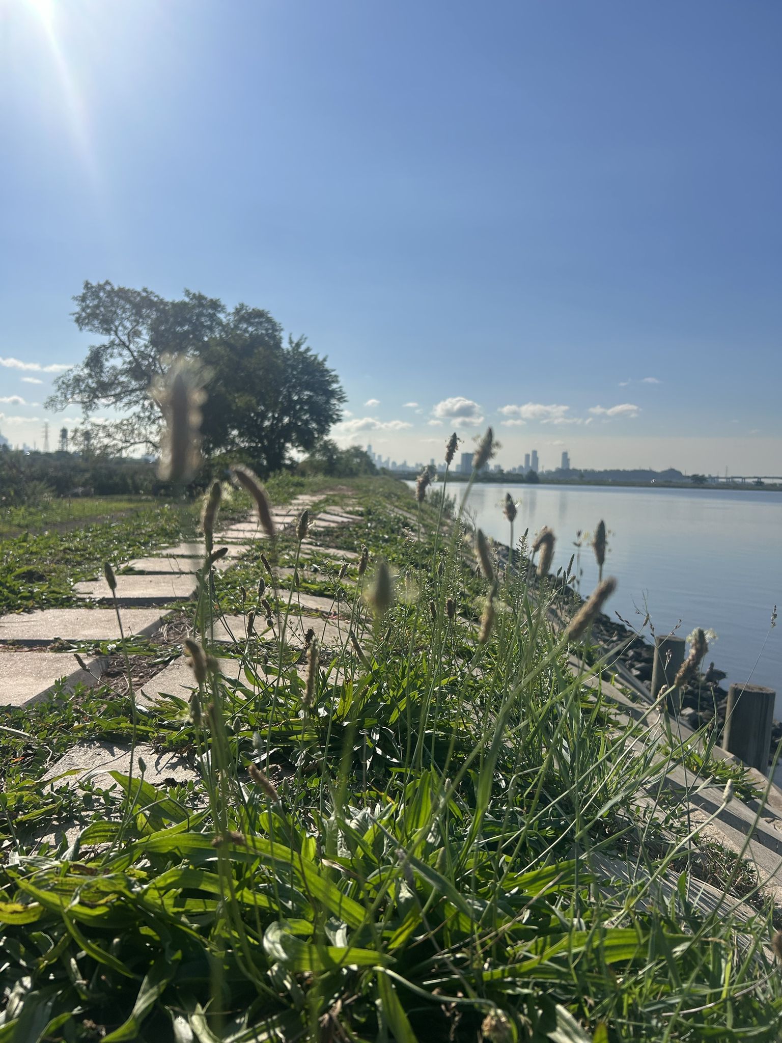 Sunny path with tall grass beside water, distant tree and industrial buildings. - Transco and Saw Mill Creek Trail Loop