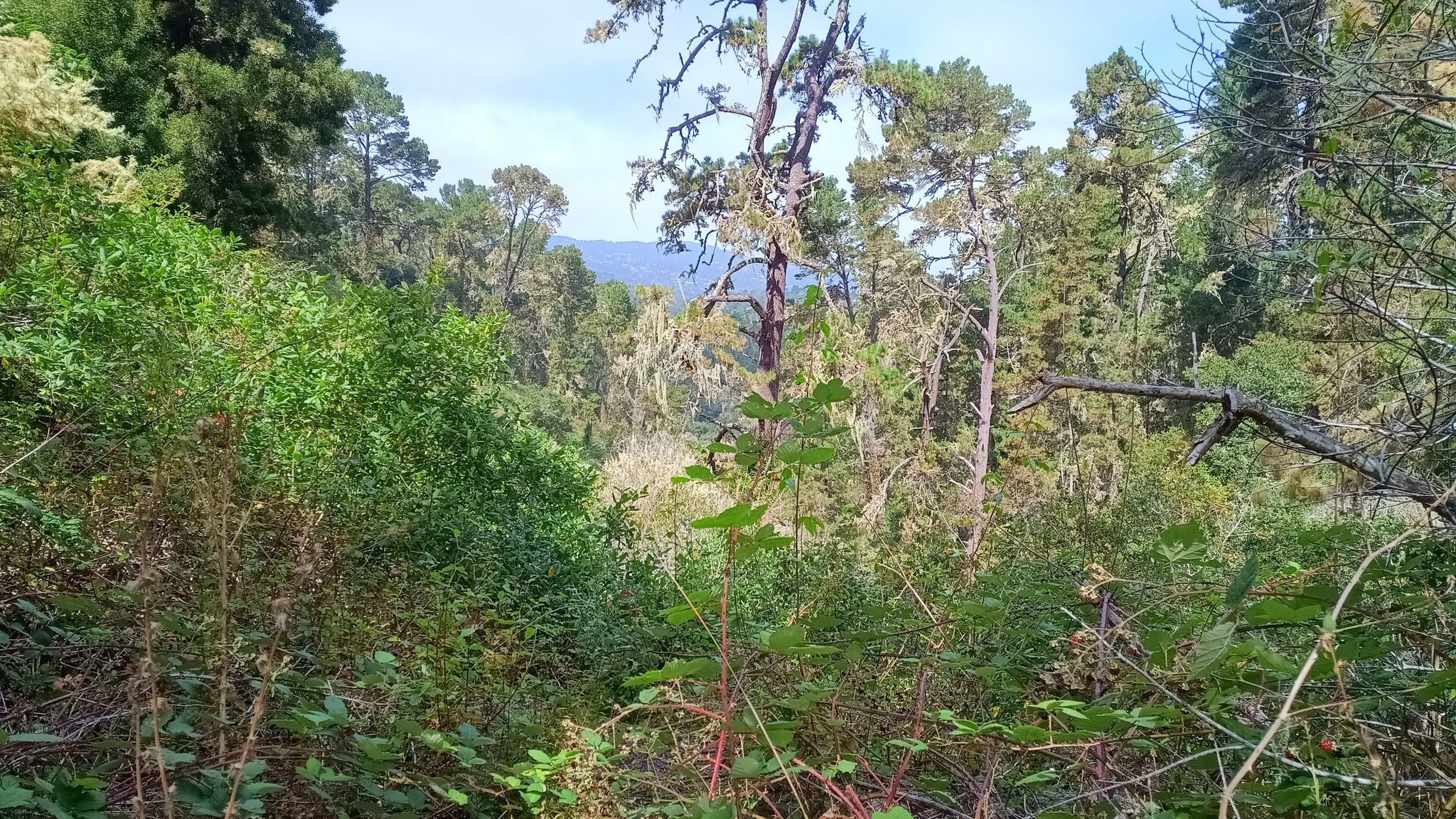 Lush green forest with tall trees and distant hills under a bright sky. - Earl Moser, Madrone, Rhus, Iris, Coffeeberry, Pine, Sage Loop