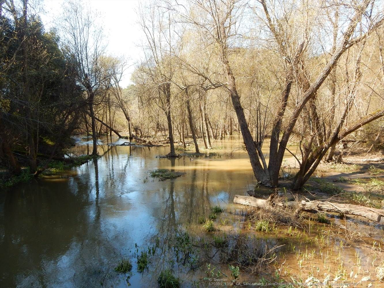 A flooded forest with bare trees standing in muddy water on a sunny day. - Ten Hills Trail – Cameron Loop Trail loop from Castro Valley