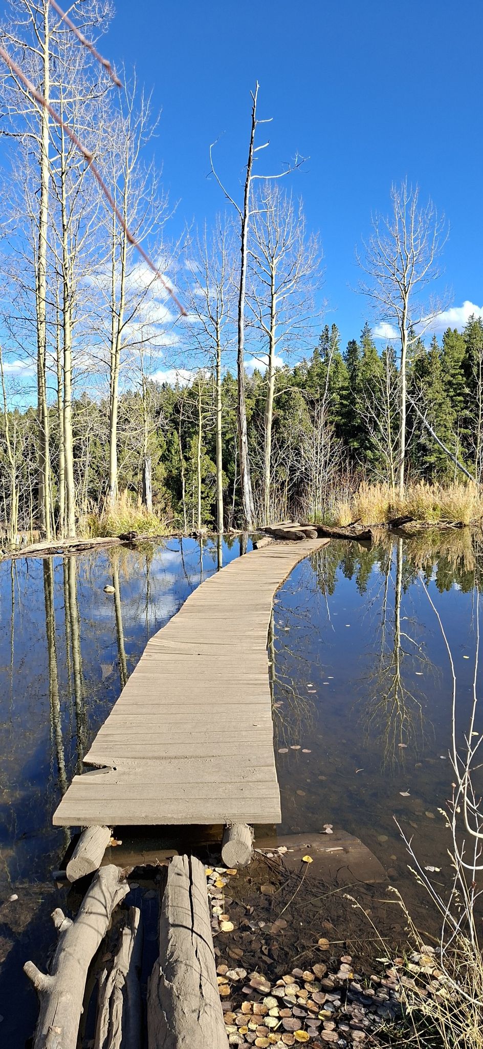A wooden boardwalk curves over calm water surrounded by bare trees under a blue sky. - South Mt. Elbert Trailhead – Lily Pond Lake loop from Mount Elbert Forebay