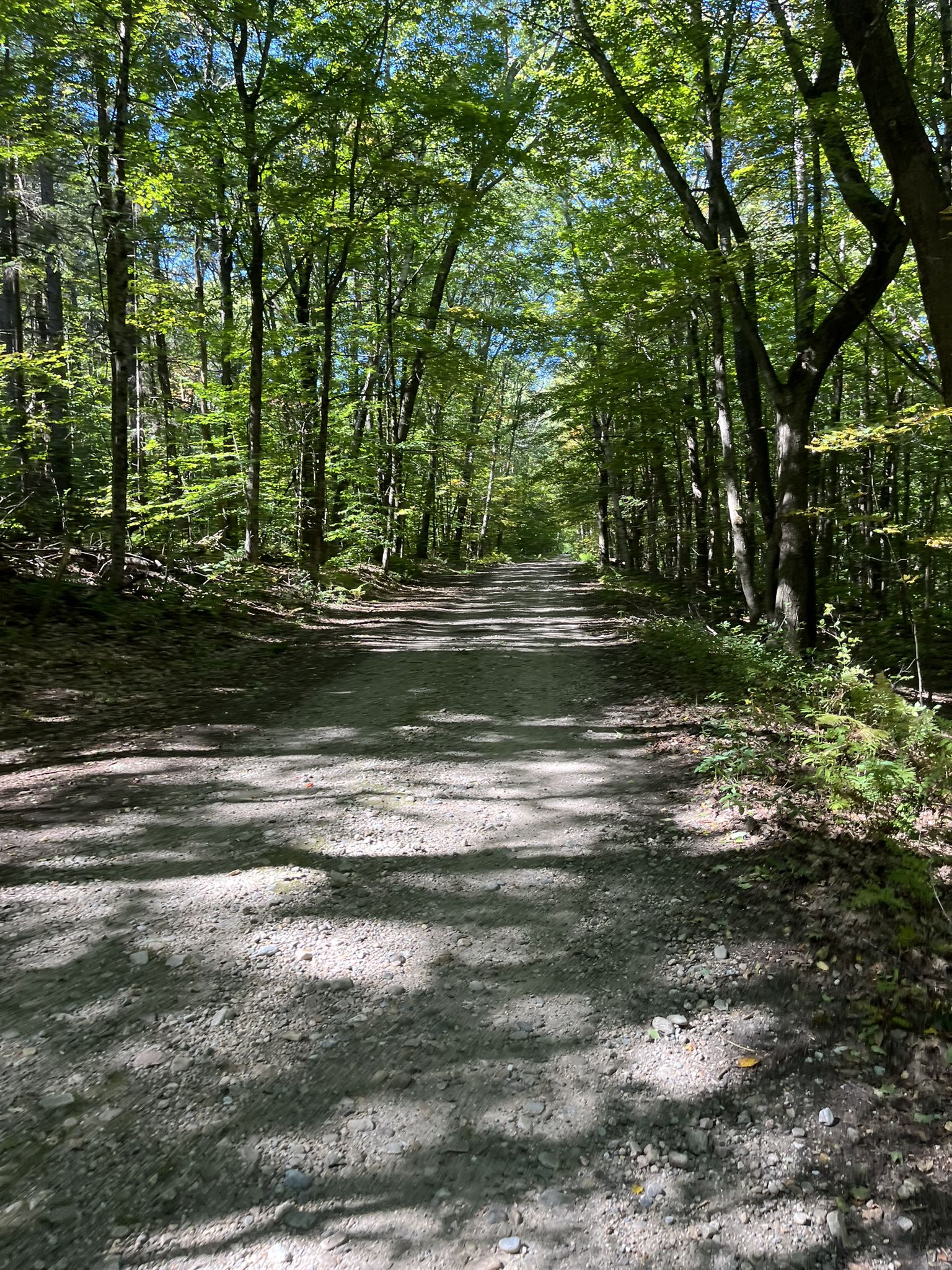 A sun-dappled dirt road leads through a dense, vibrant green forest. - Mount Wilcox Loop