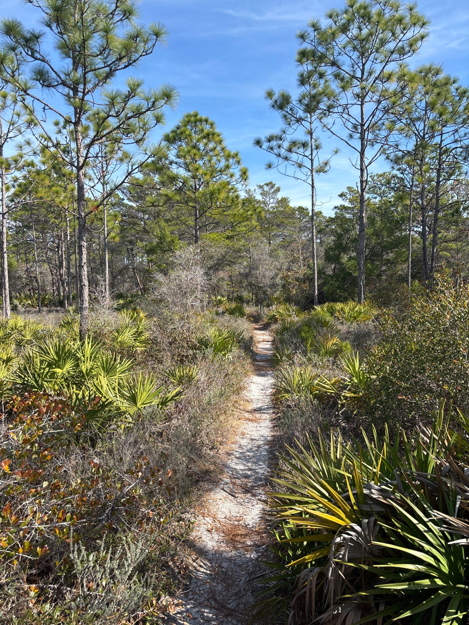 Narrow sandy trail winding through a sunny pine forest with palmetto plants. - Longleaf Greenway Trail
