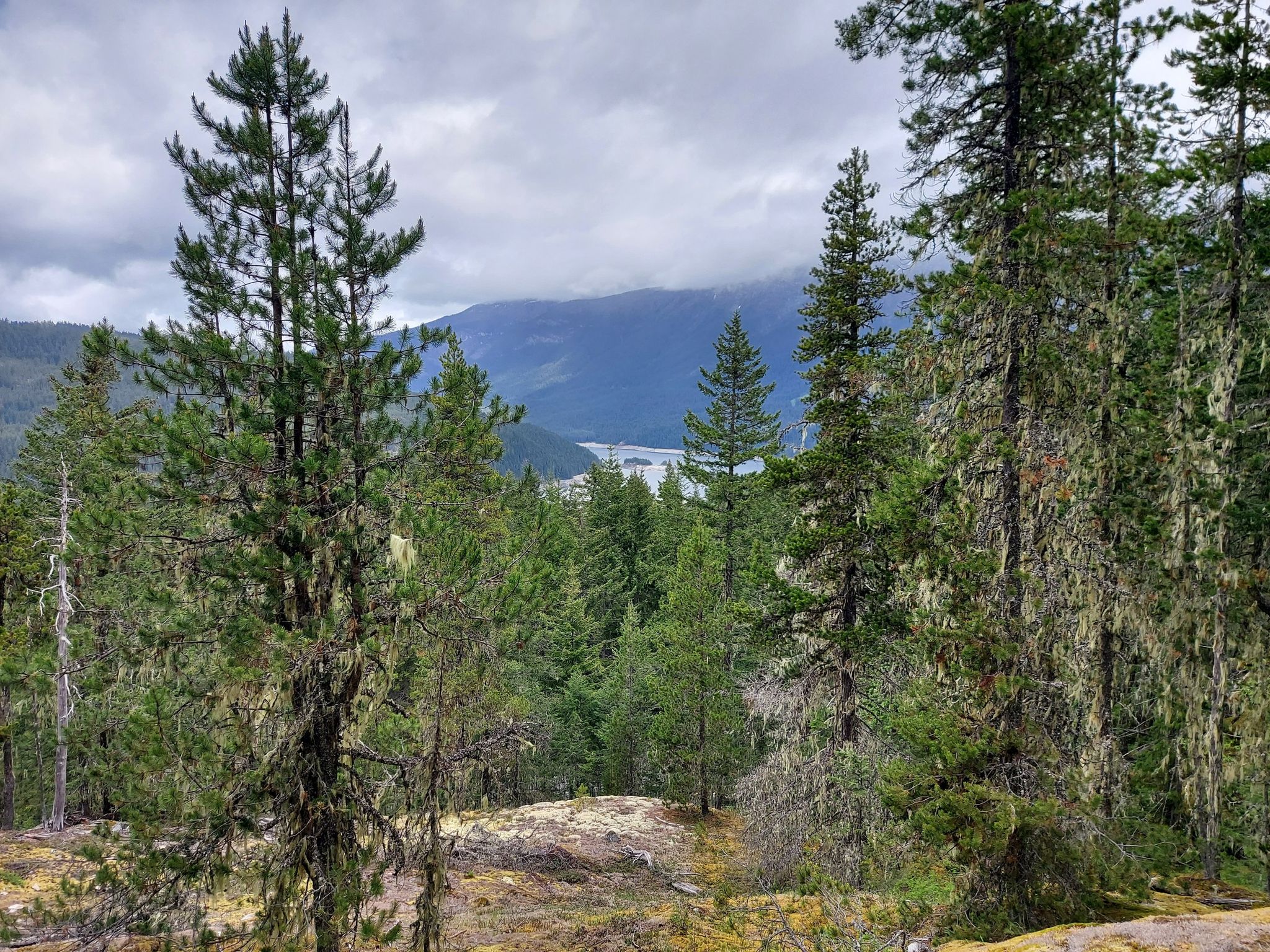 Forest view of a lake and distant mountains under cloudy skies. - Happy Creek Falls Trail