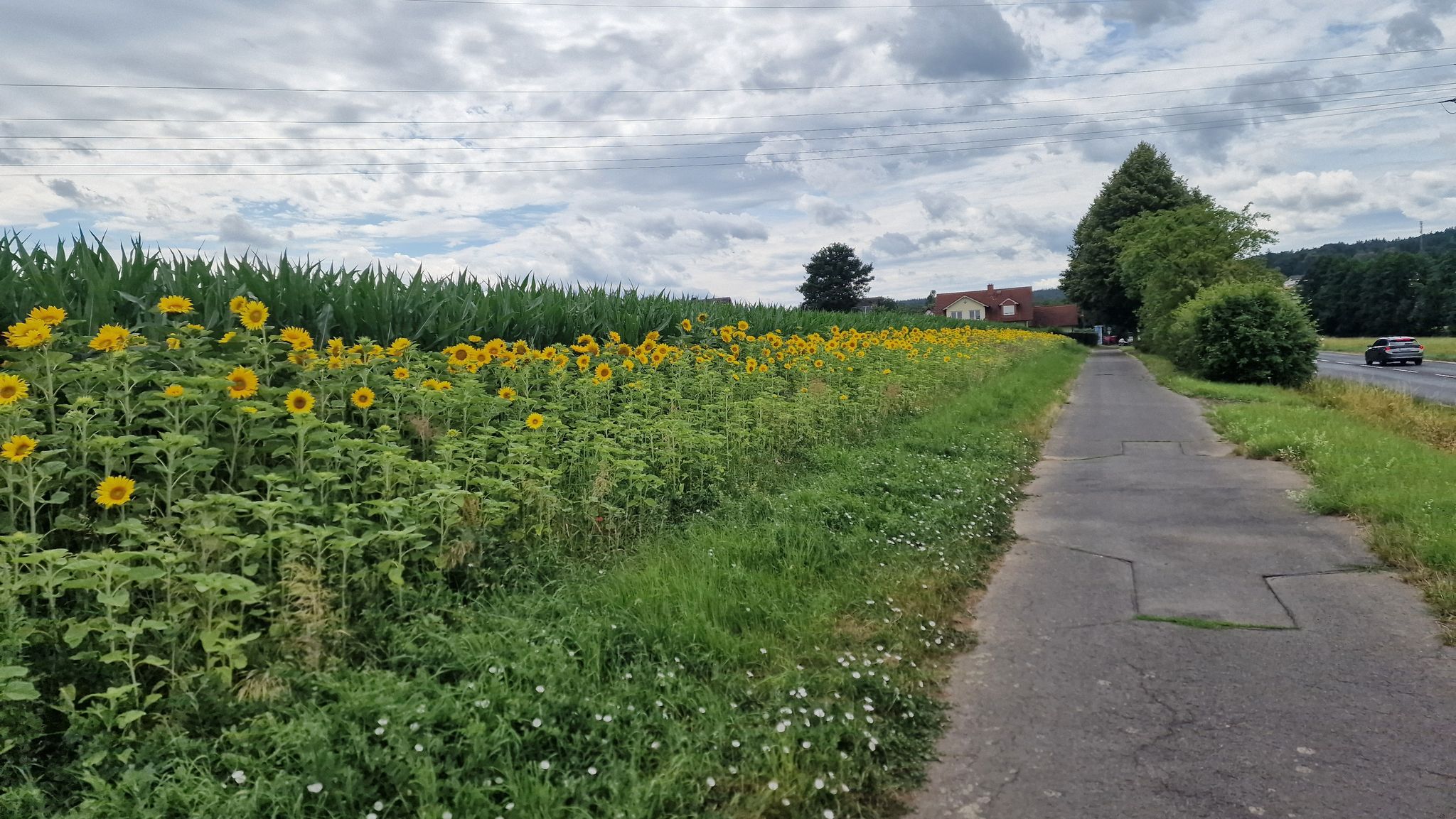 Sonnenblumen in Oberrode