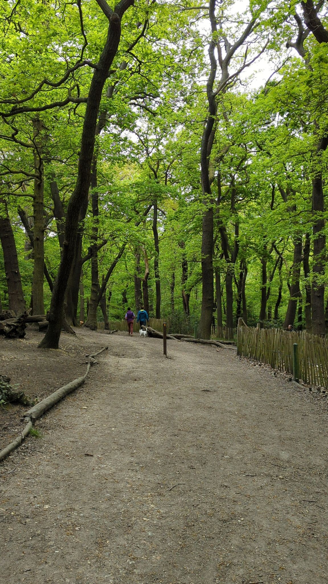Sydenham Hill and Dulwich Wood