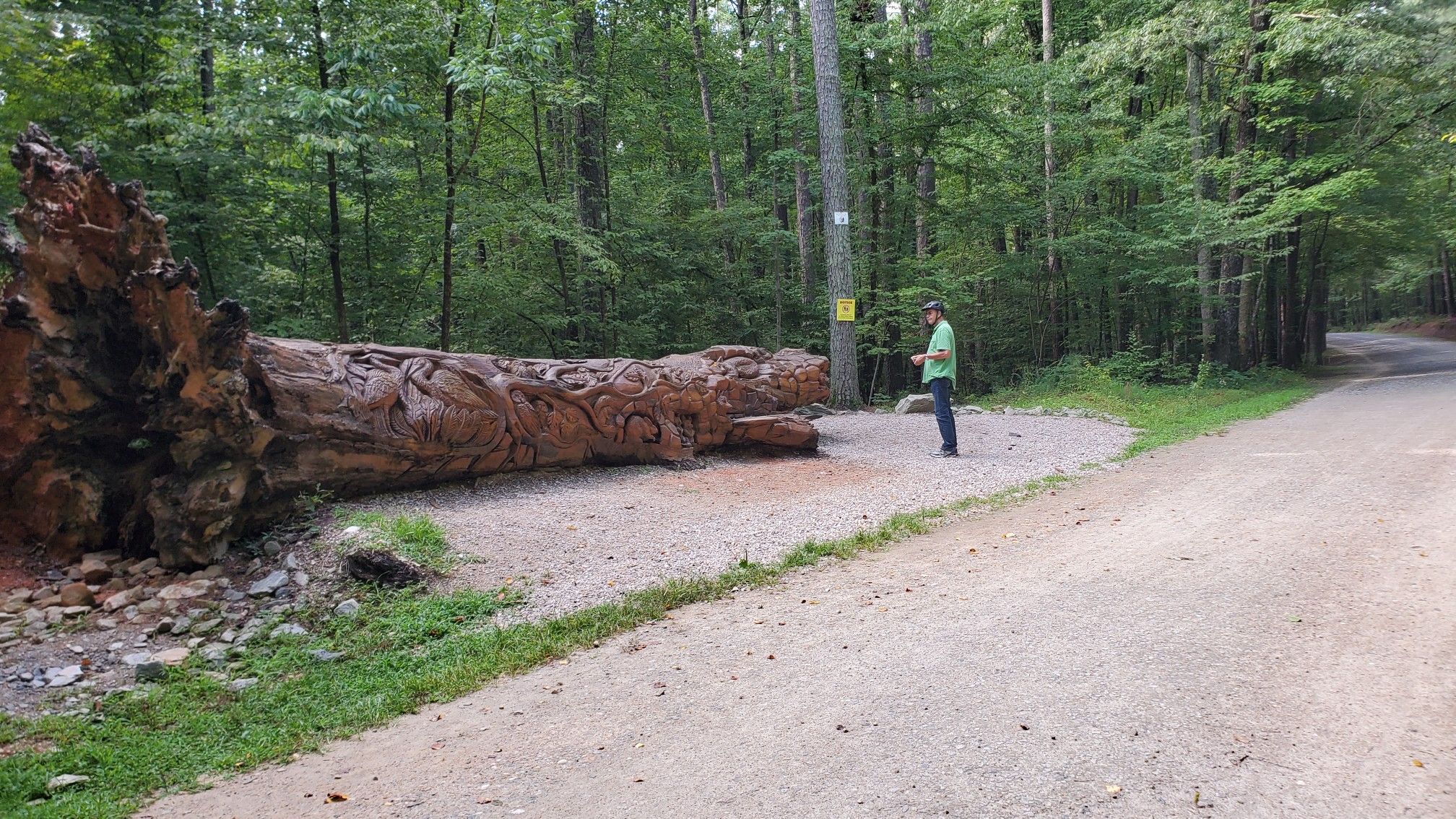 A person stands by a large carved log next to a dirt road. - Sycamore and Graylyn Loop Trail