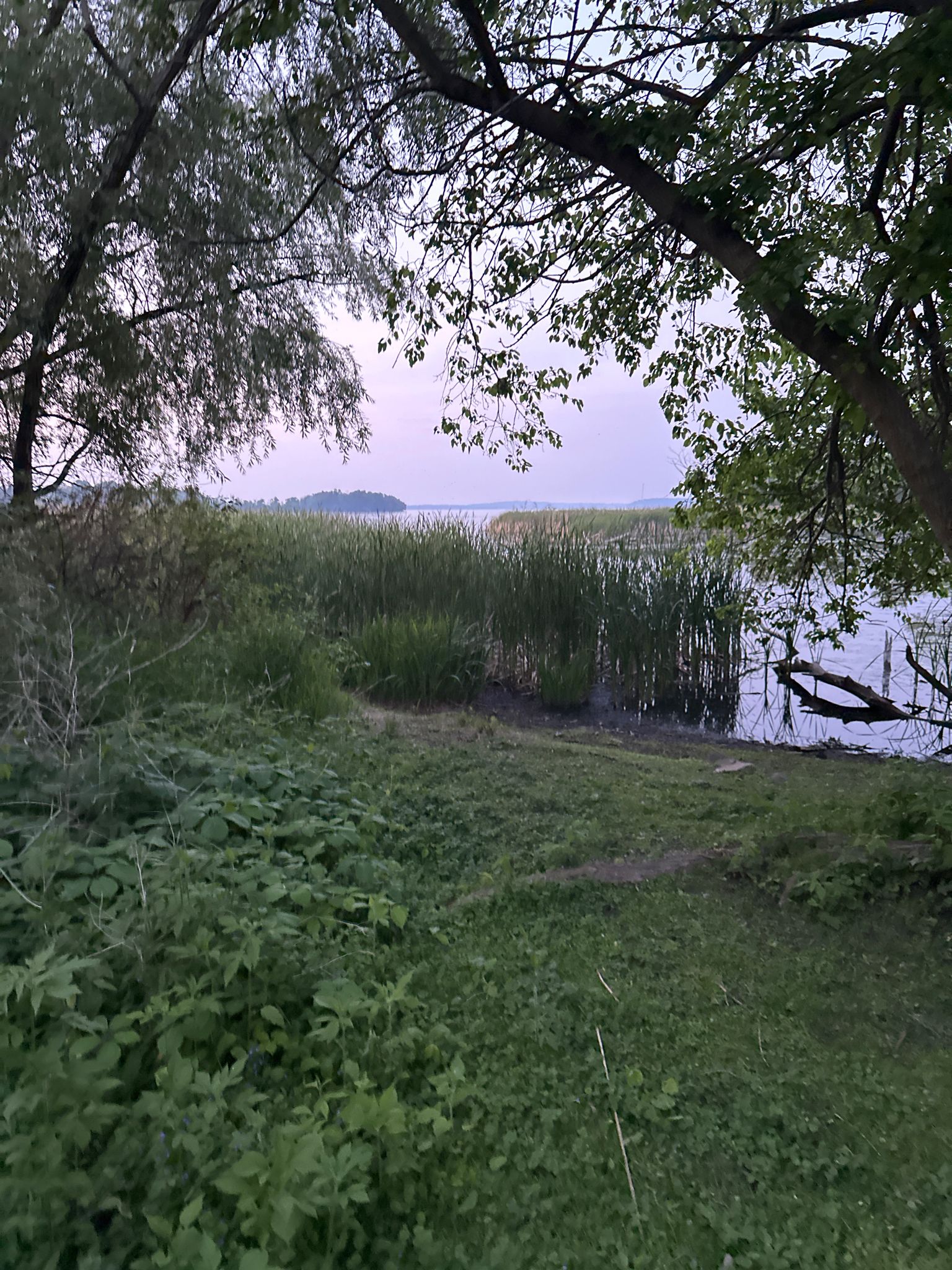 Lush green foliage and reeds by water under a soft, twilight sky. - Porter Boathouse – UW–Madison Carillon Tower loop from Madison