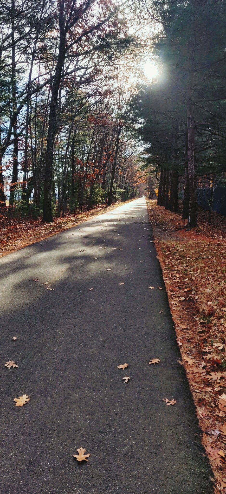 Paved path through autumn trees with fallen leaves, sun shining brightly. - Minuteman Bikeway