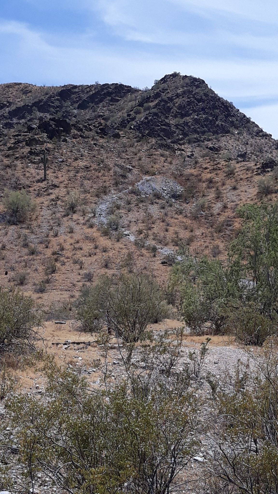 Arid desert hillside with sparse green bushes and rocky terrain under a bright sky. - Phoenix Mountains Preserve – Phoenix Mountains Preserve loop from Tatum Boulevard Trailhead