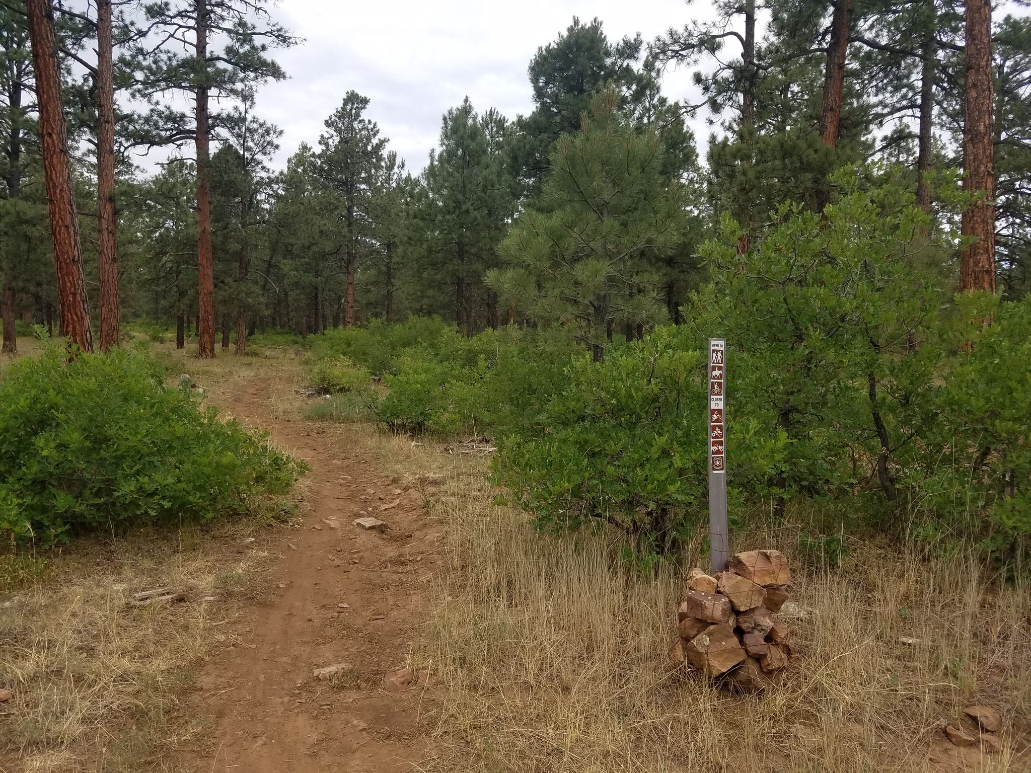 A dirt trail winds through a pine forest with a trail marker on an overcast day. - Catamount, Park Ave, and Newt Jack Road Loop