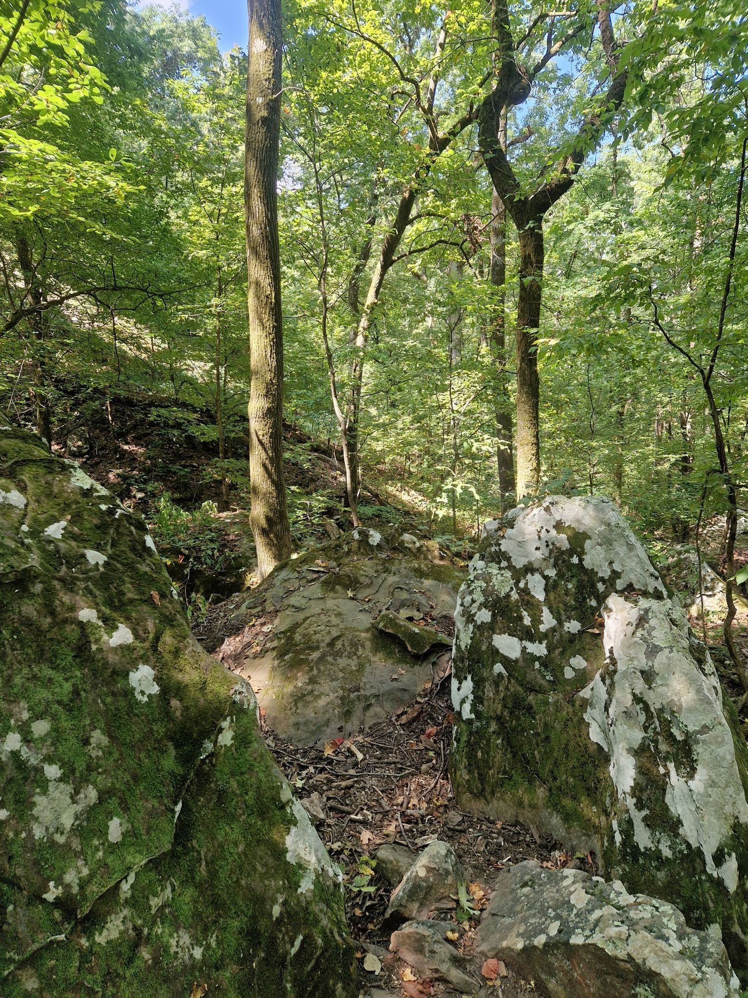 Mossy boulders and tall trees in a sun-dappled, green forest. - Cedar Falls Trail
