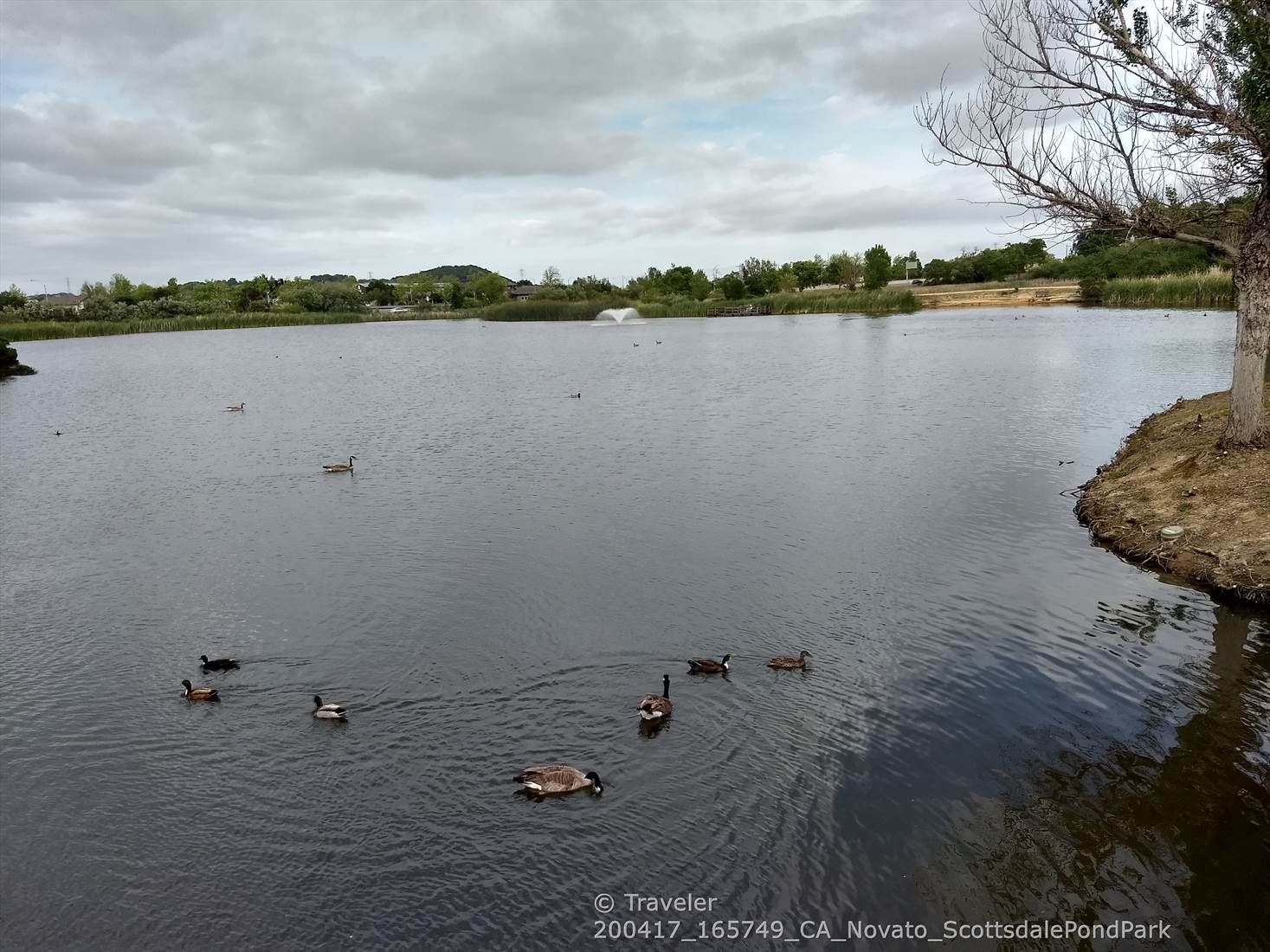 Ducks and geese swim in a pond with trees under an overcast sky. - Enfrente Pathway – Scottsdale Pond Park loop from Ignacio Valley Preserve