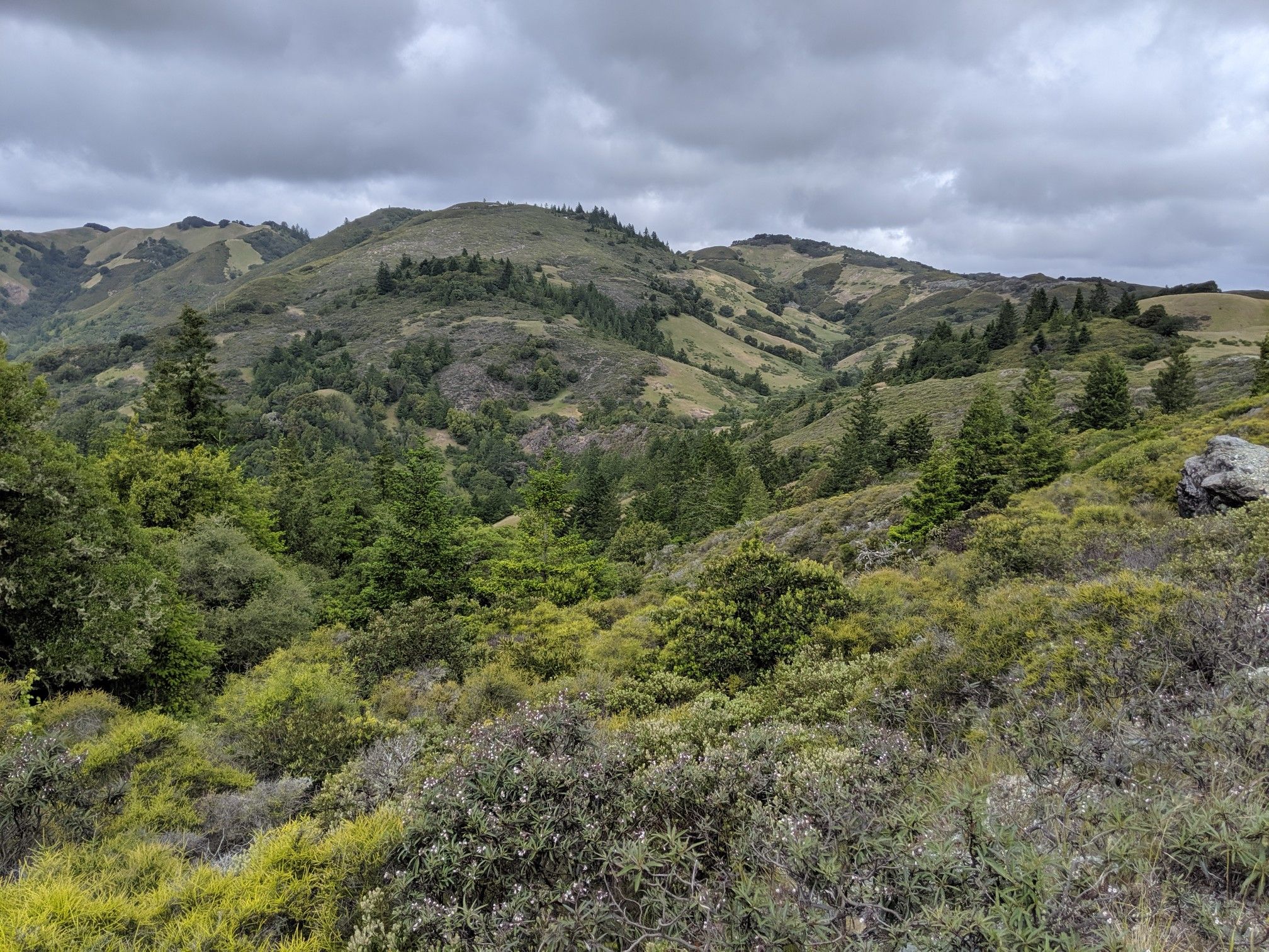 Overcast view of rolling green hills covered in trees and shrubs. - Carson Falls – Liberty Peak loop from Mount Tamalpais Watershed