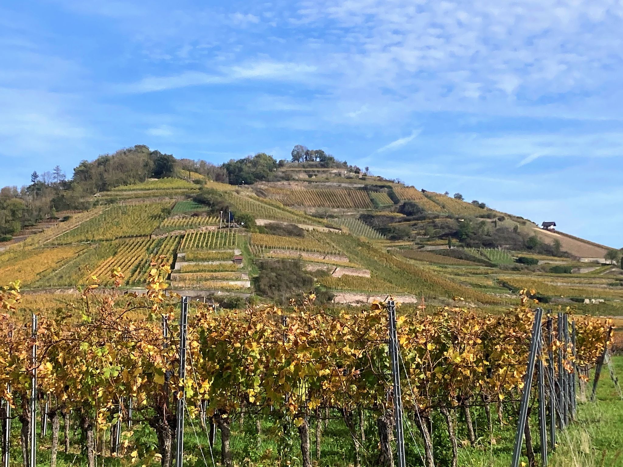 Blick auf Schlosssberg in Achkarren