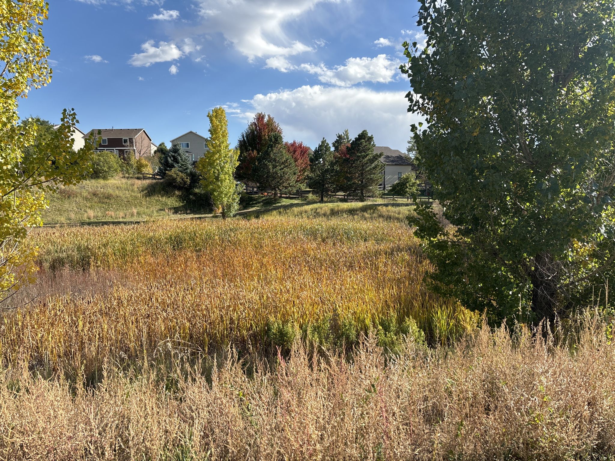 Bright field of golden and green grasses with distant houses under a cloudy sky. - Mary Kyer Park loop from New Life Church