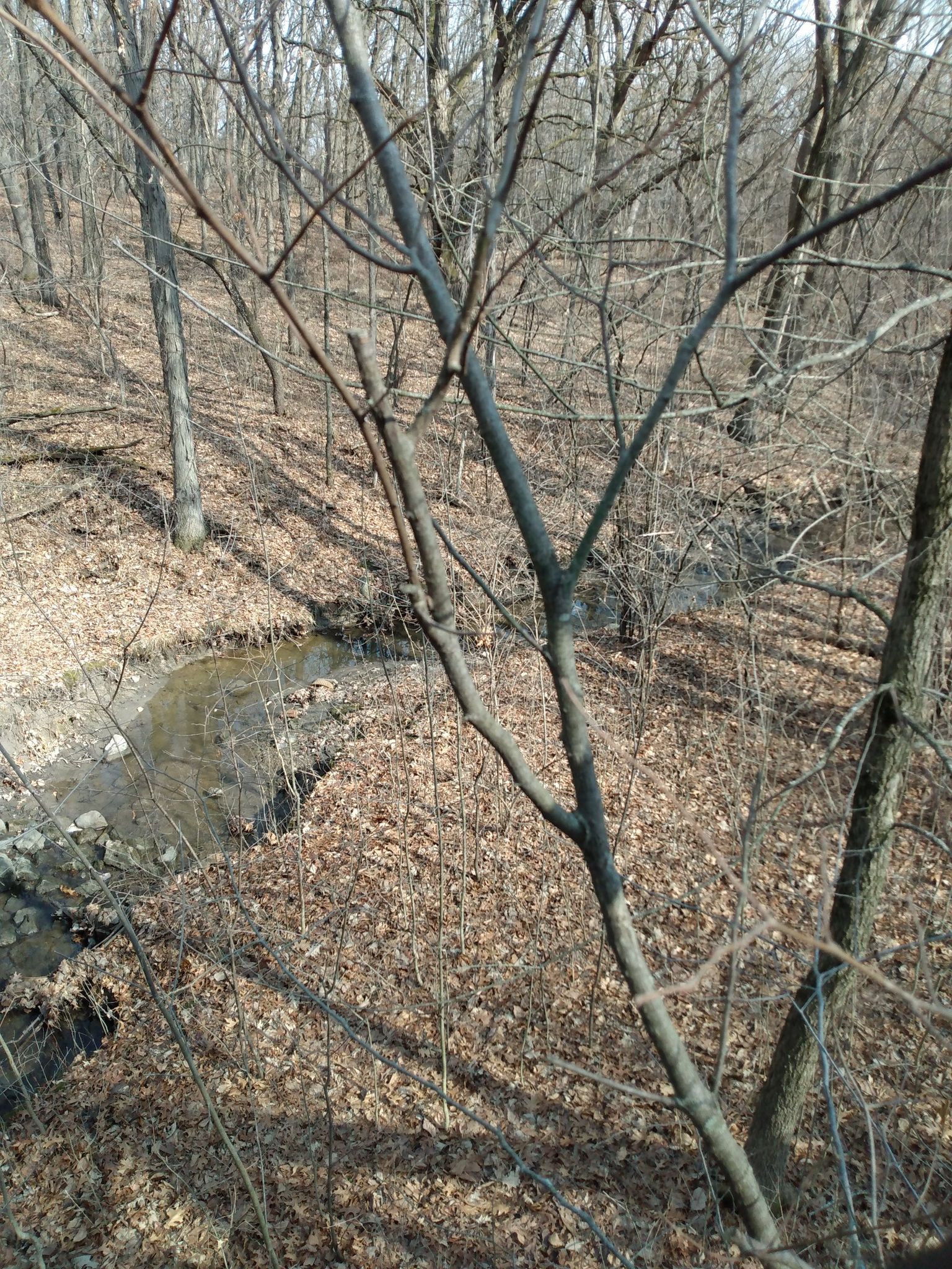 Small stream winding through a bare winter forest with fallen leaves. - Turtlehead Lake – Water Tower at Crescent Park loop from Palos Heights