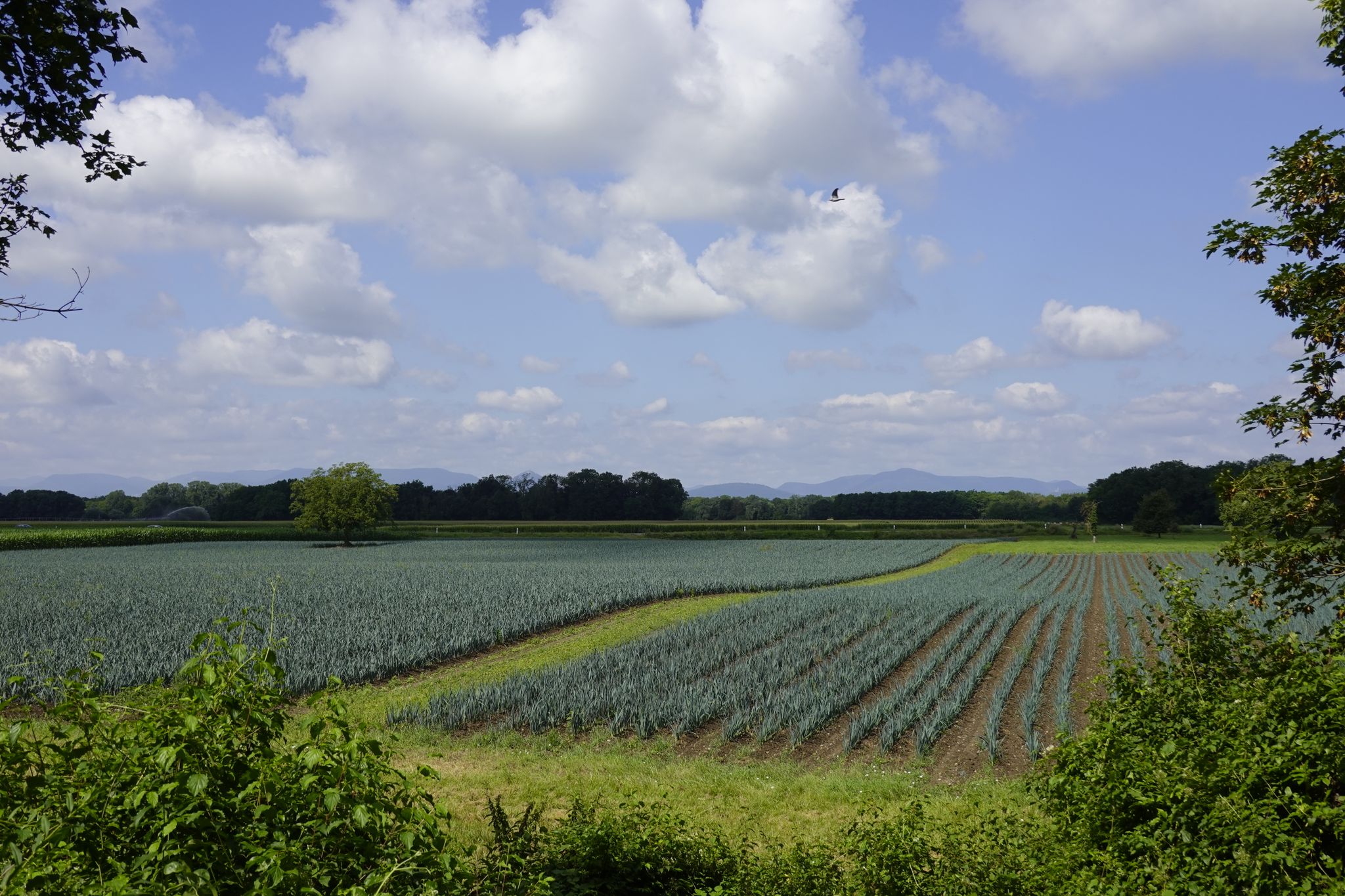 Blick Richtung Vogesen