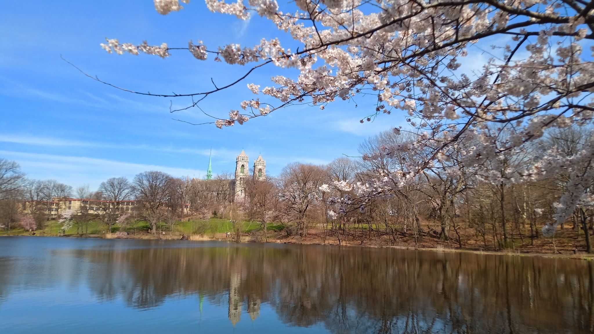 Bright lake reflects distant building, framed by blooming cherry blossoms. - Branch Brook Park loop