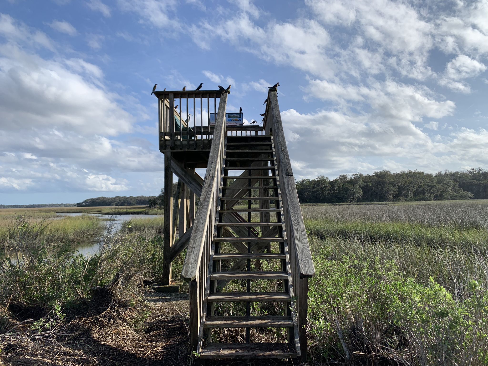 Wooden observation tower with birds perched, overlooking a vast marsh. - Timuquan Ravine Trail to Spanish Pond