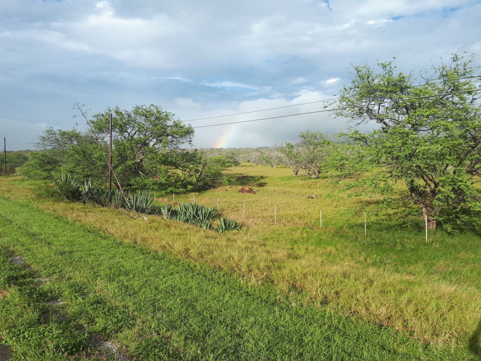 A vibrant rainbow arches over a lush green field with scattered trees. - Akoni Pule Highway to Lapakahi State Historical Park