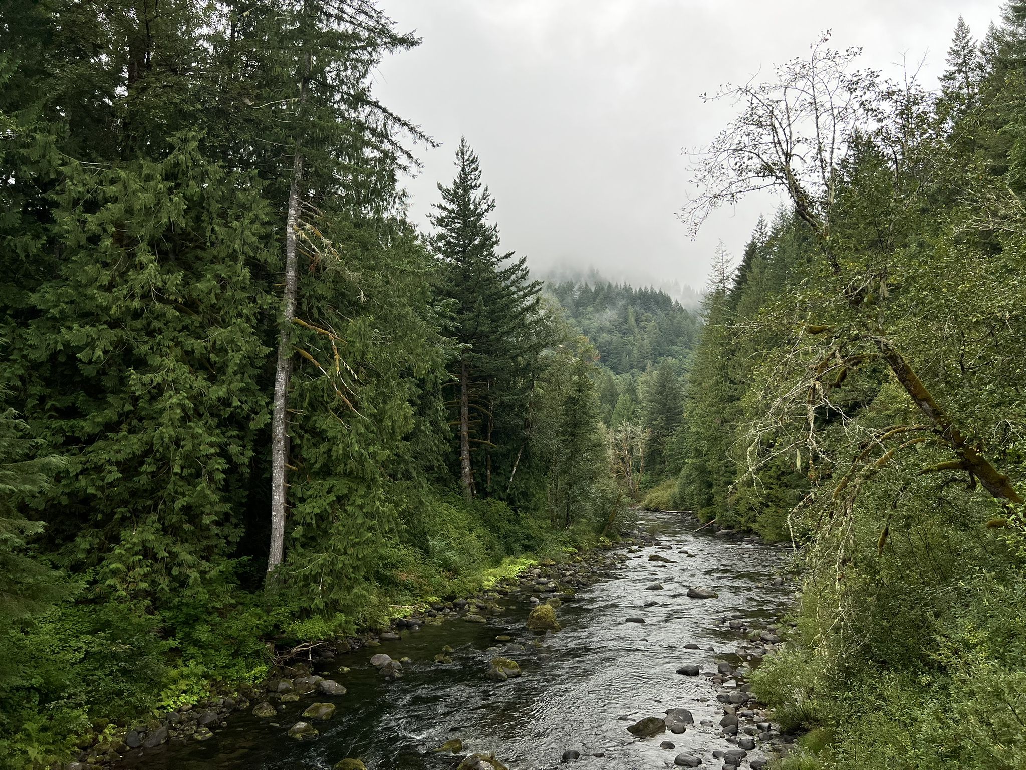 A rocky river flows through a dense, green forest under an overcast sky. - Huckleberry Mountain via Boulder Ridge Trail